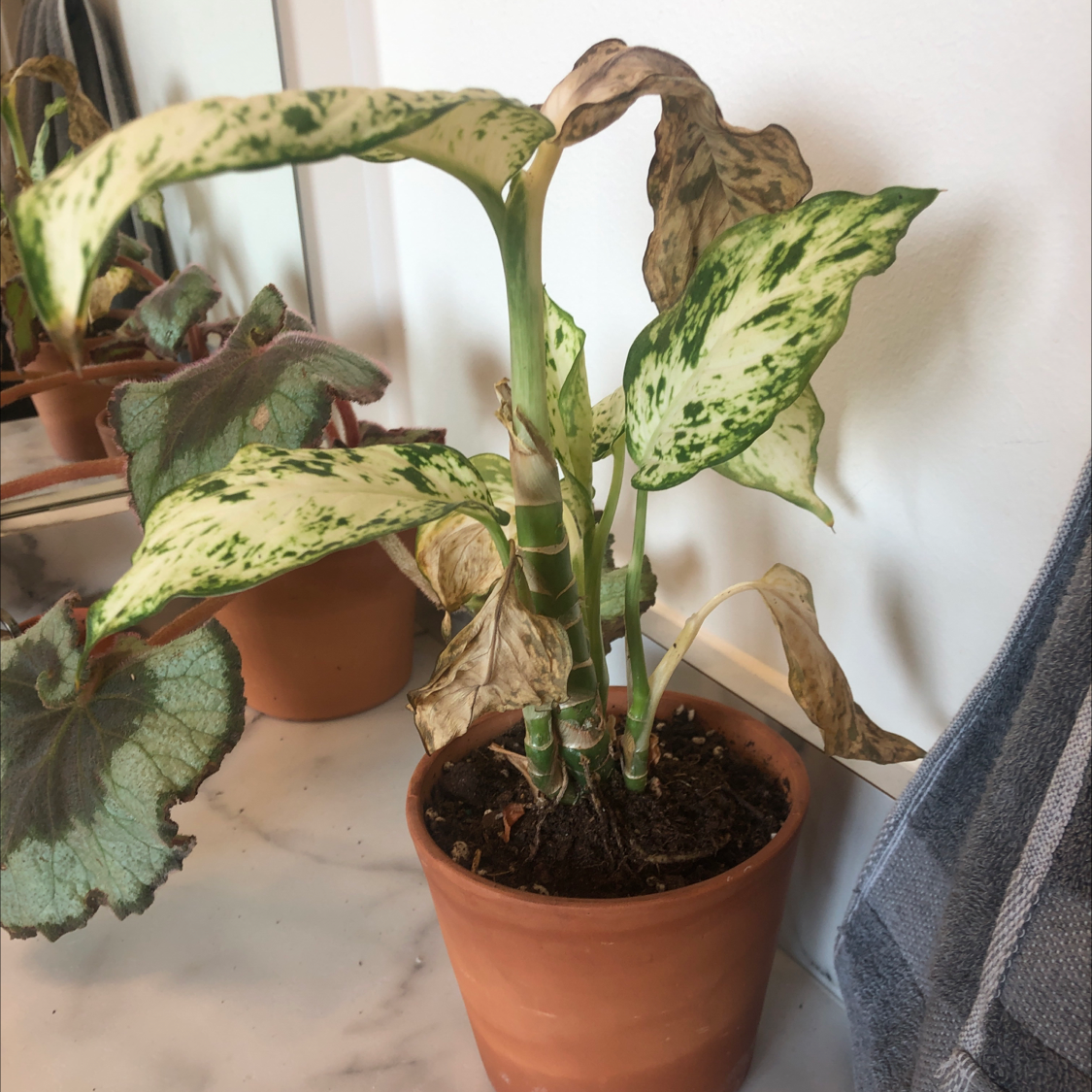 Healthy variegated Dieffenbachia houseplant with large spotted green and cream leaves, growing in a terracotta pot.