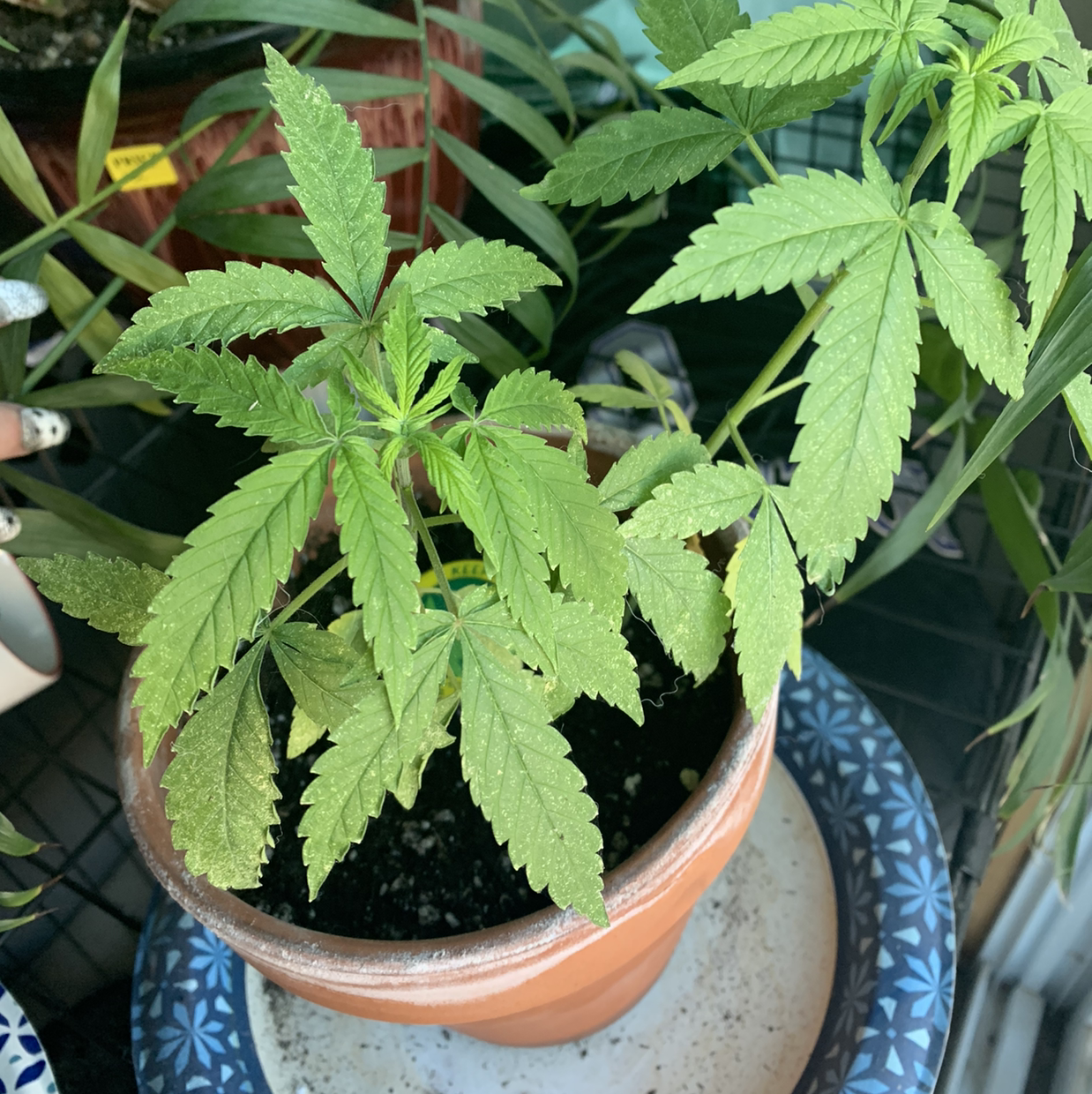 Potted Cannabis plant with serrated leaves, soil visible, well-framed and in focus.