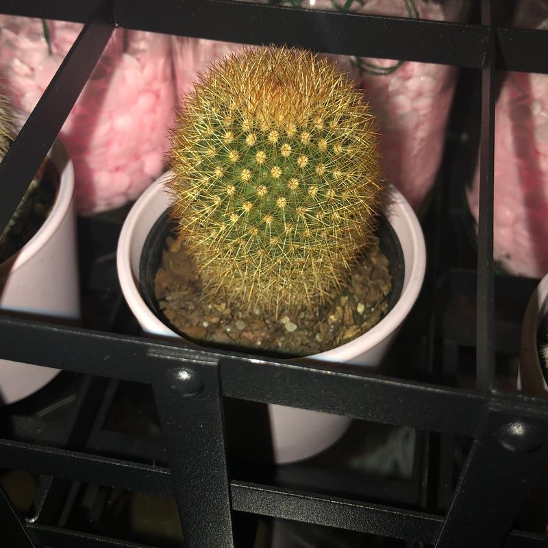 Photo of the plant species Birds Nest gold hahnii sansevieria by Eva named Merryweather on Greg, the plant care app