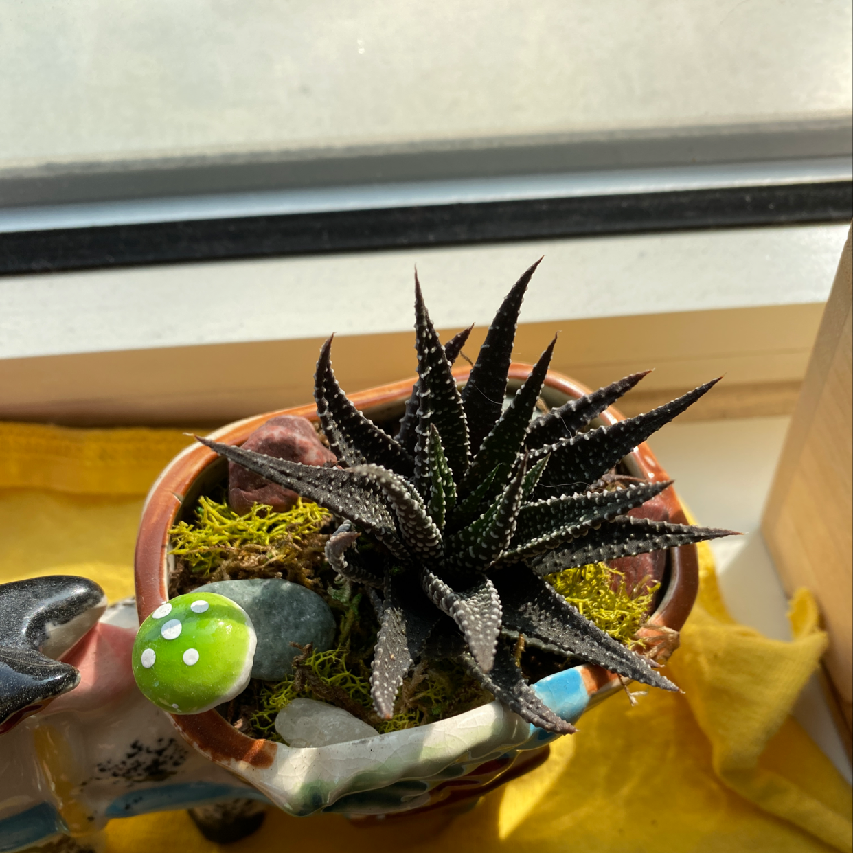 Healthy zebra plant with pointed dark green and white striped leaves in decorative pot, hand pointing.