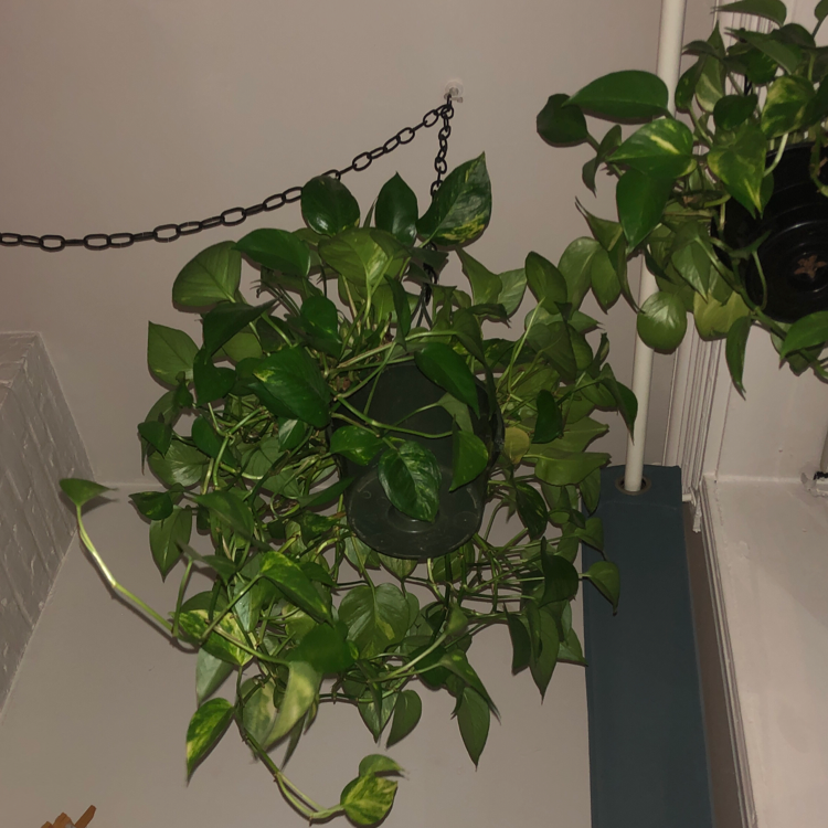 Healthy, lush green Jade Pothos plant with large heart-shaped leaves trailing from a hanging basket.
