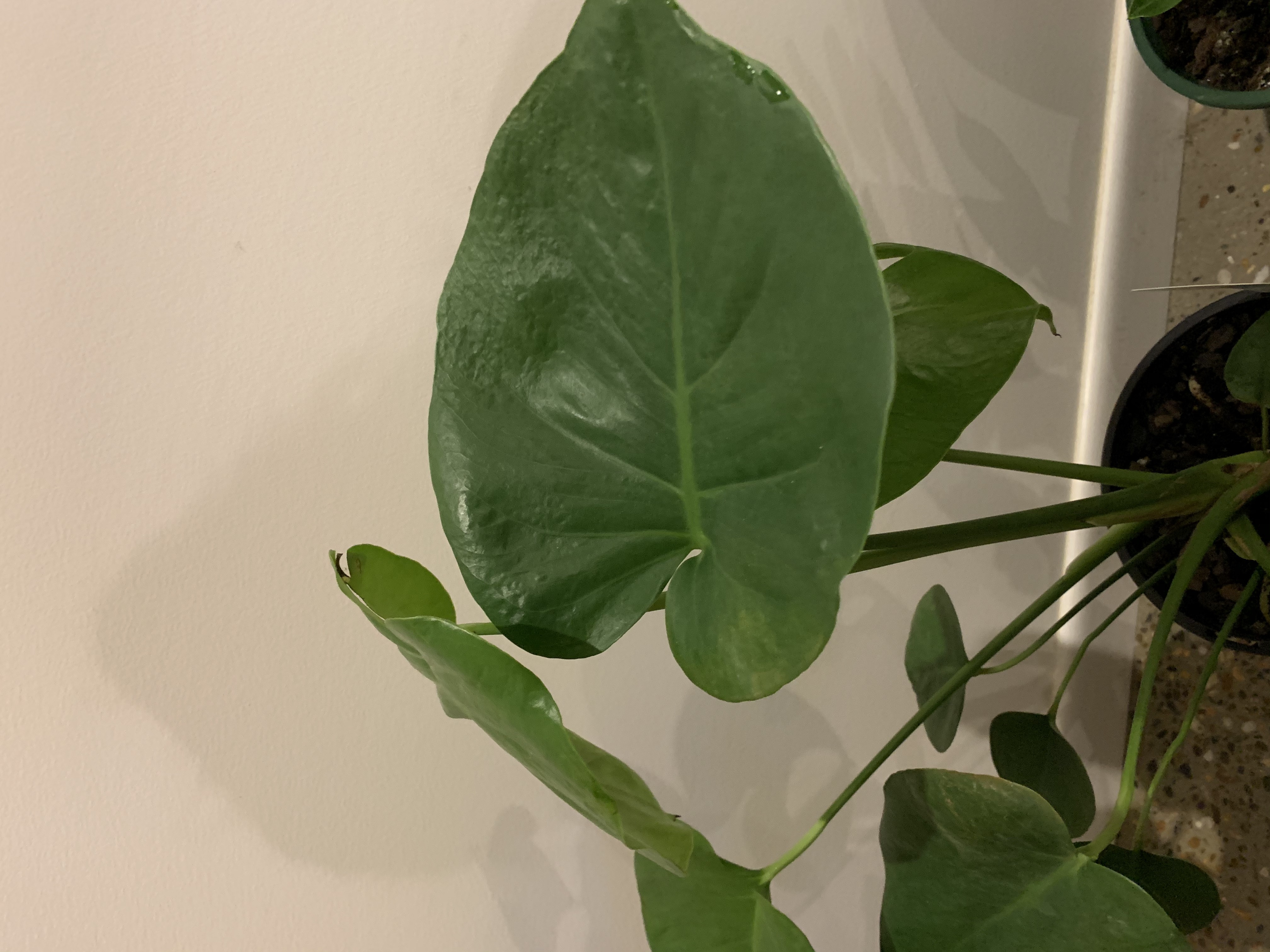 Photo of the plant species Nepalese Purple Velvet Plant by Brooke named Flat on Greg, the plant care app