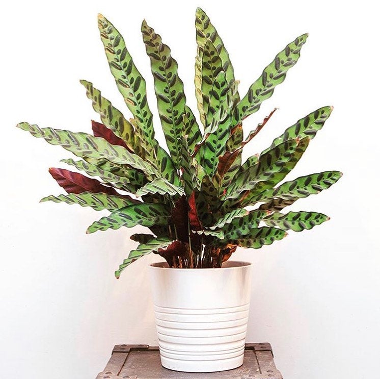 Rattlesnake Plant Plant Care Water, Light, Nutrients Greg App 🌱