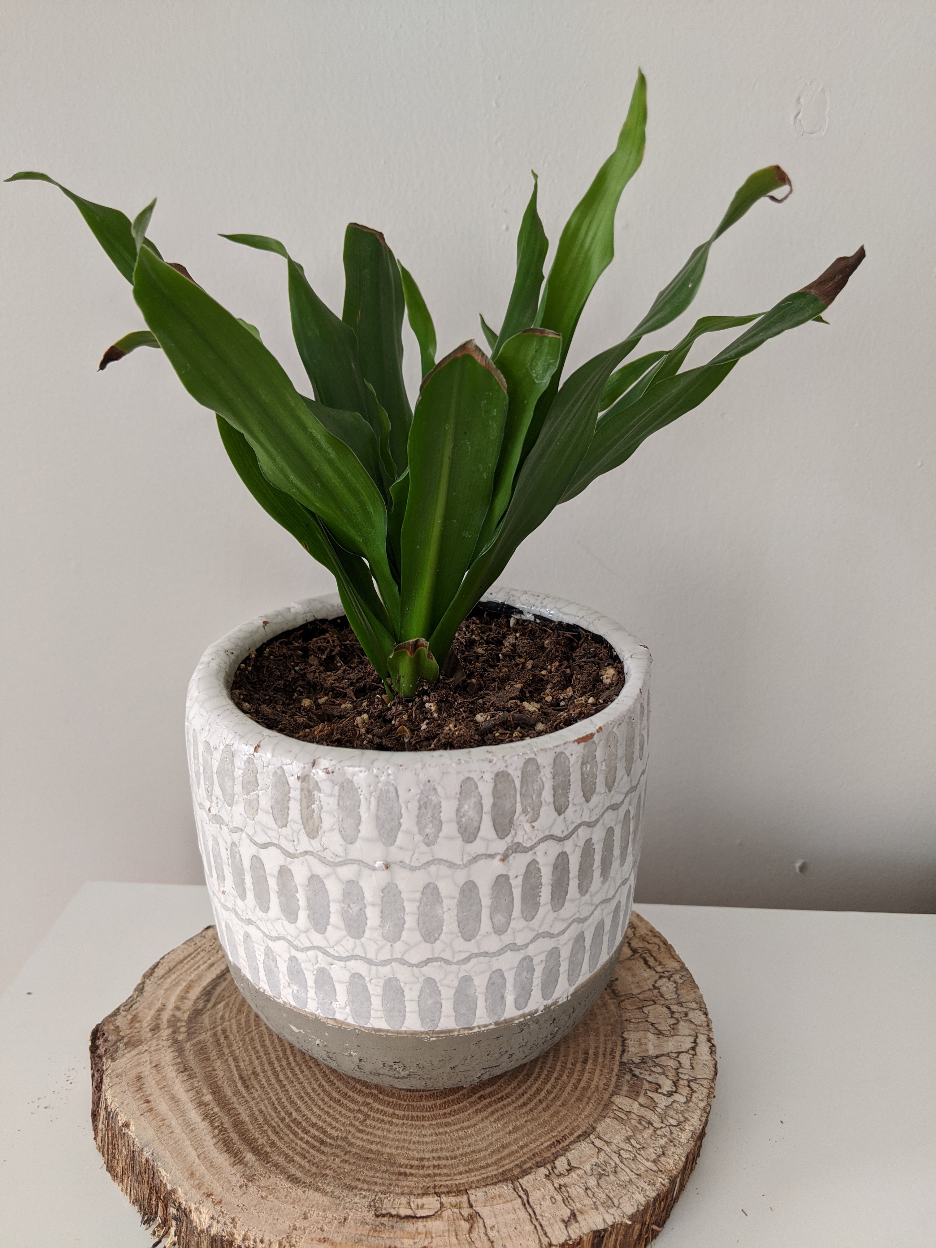 Plant care for Nuttall's Poverty-Weed on Greg, the plant care app