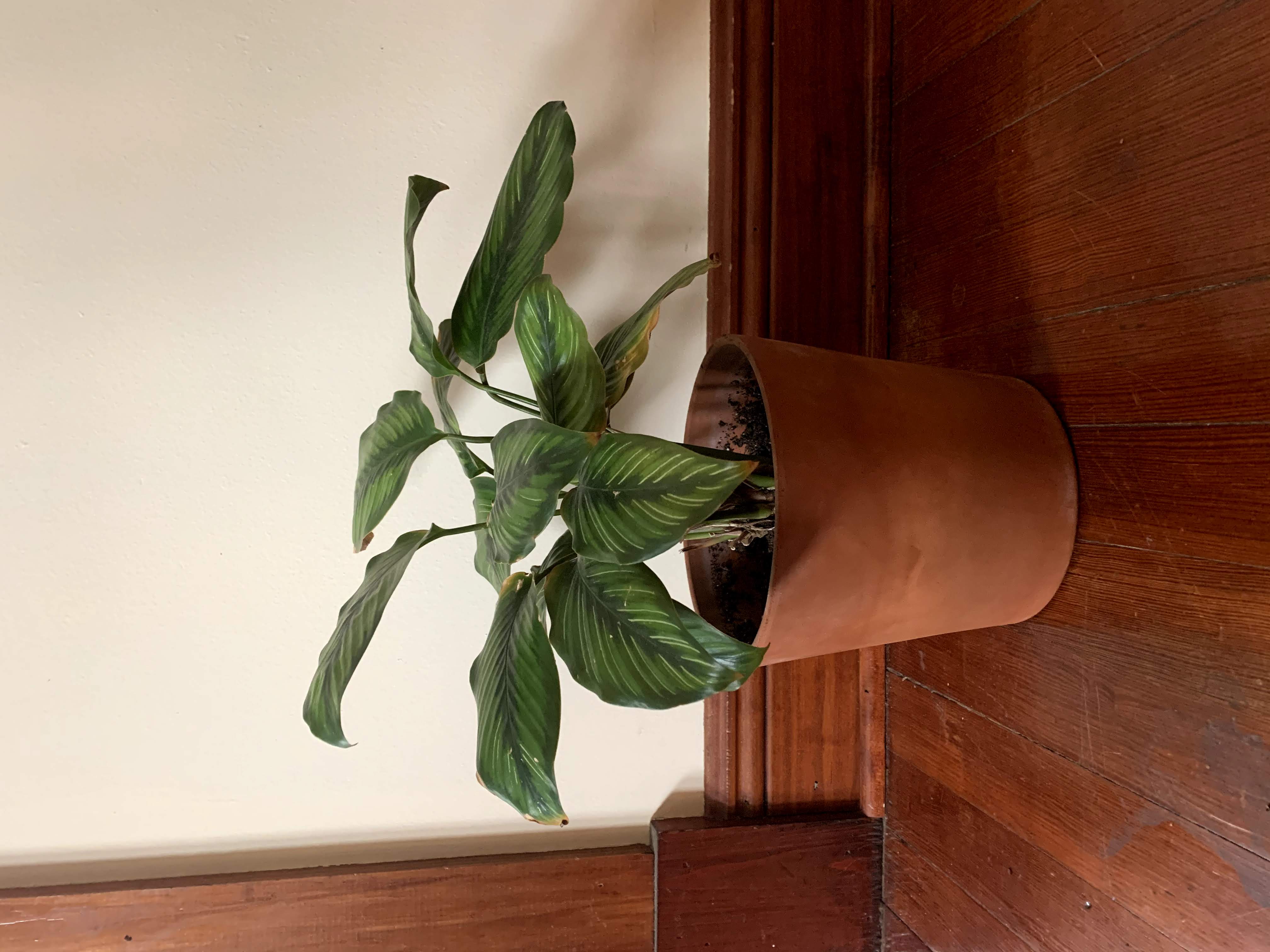 Pinstripe Calathea plant photo by @Kiersten named Frida on Greg, the plant care app.