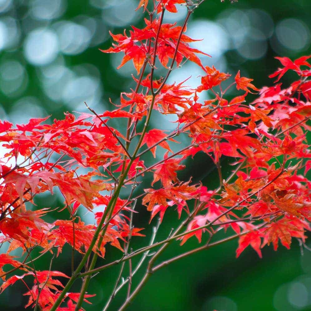 Photo of the plant species Smooth Japanese Maple on Greg, the plant care app