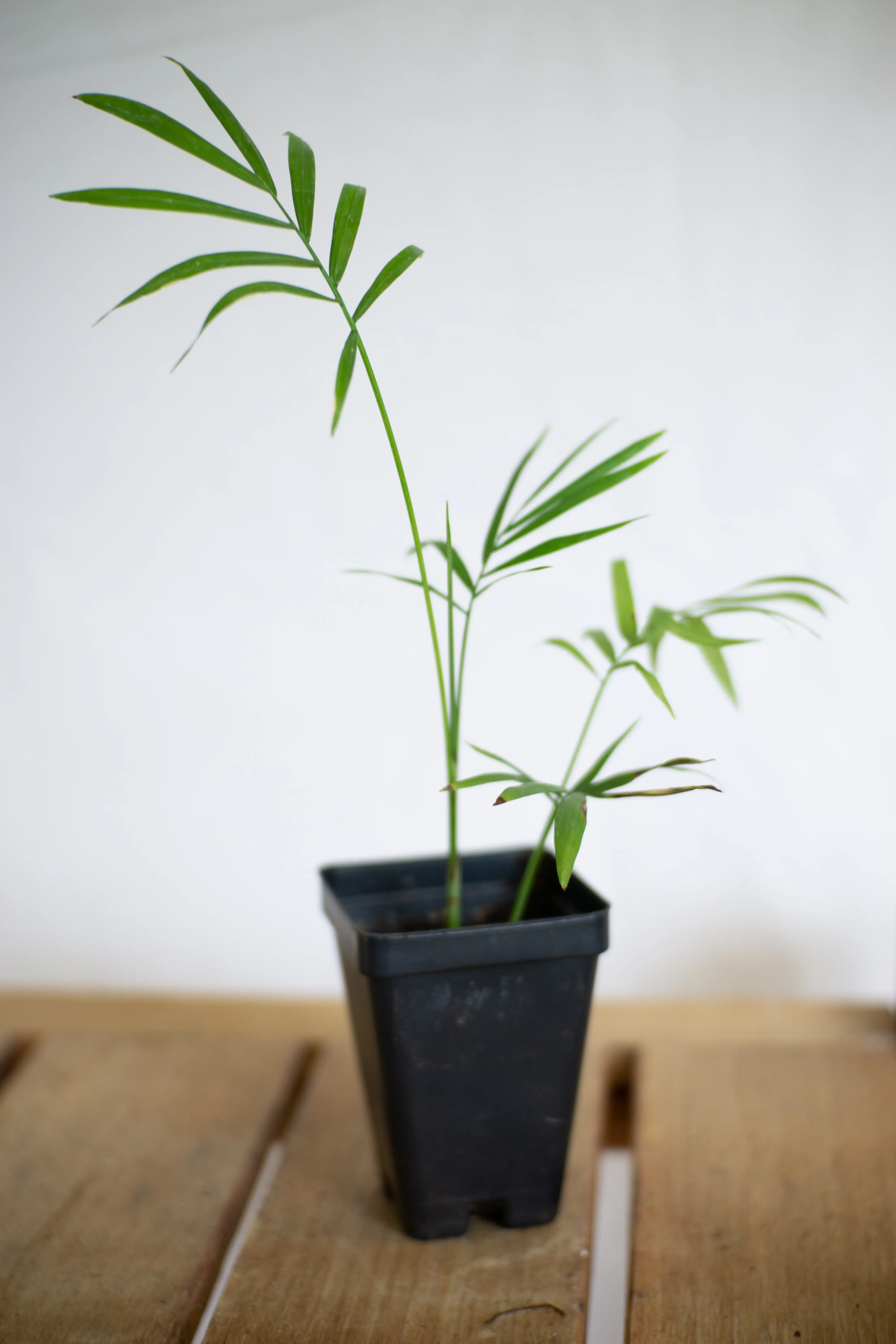 Photo of the plant species Many-Leaved Albuca by Kristen named Jeff on Greg, the plant care app