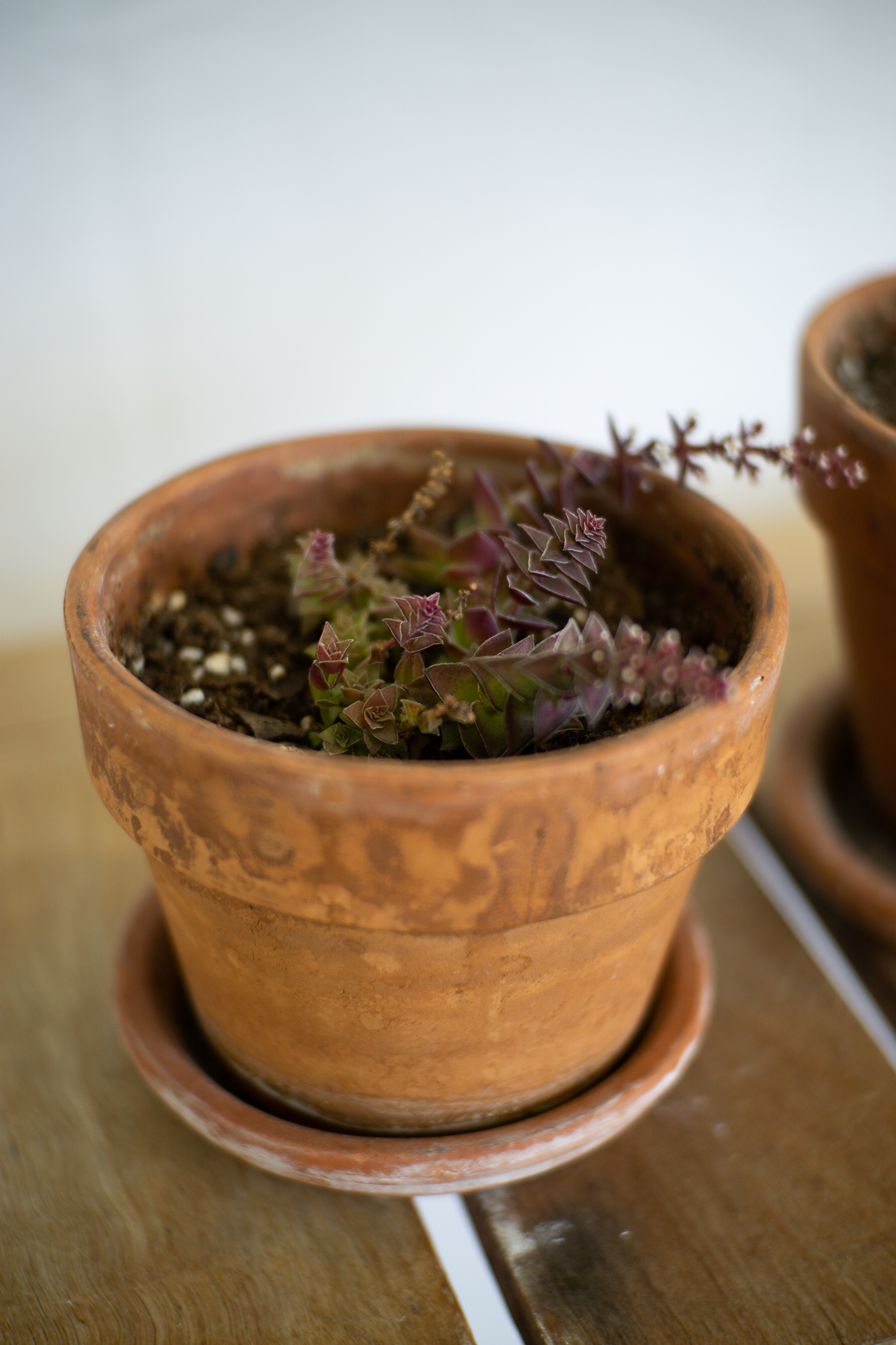 Plant care for Sand Rose on Greg, the plant care app