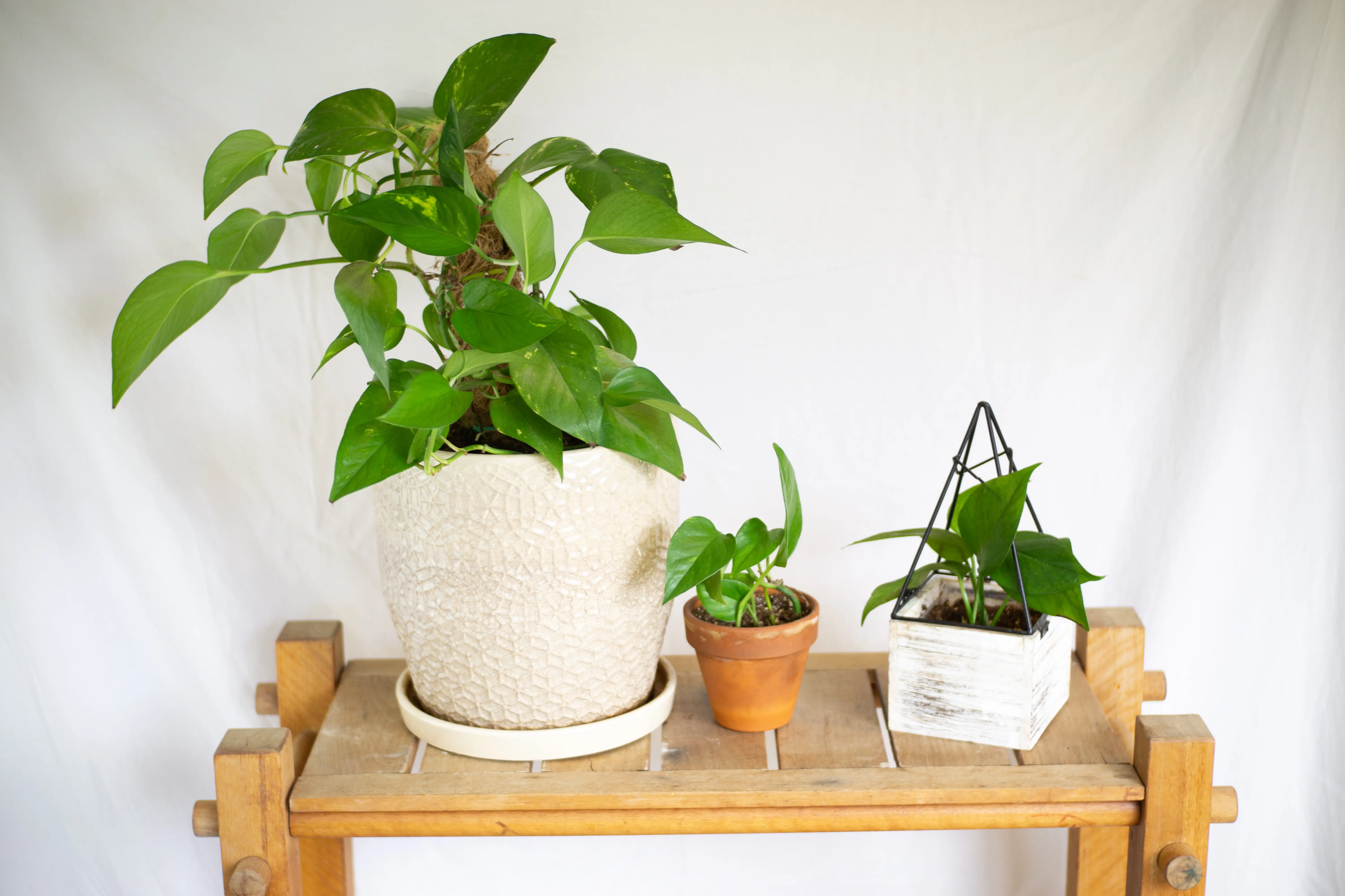 Photo of the plant species Cape Primrose by Kristen named Pothos Box on Greg, the plant care app