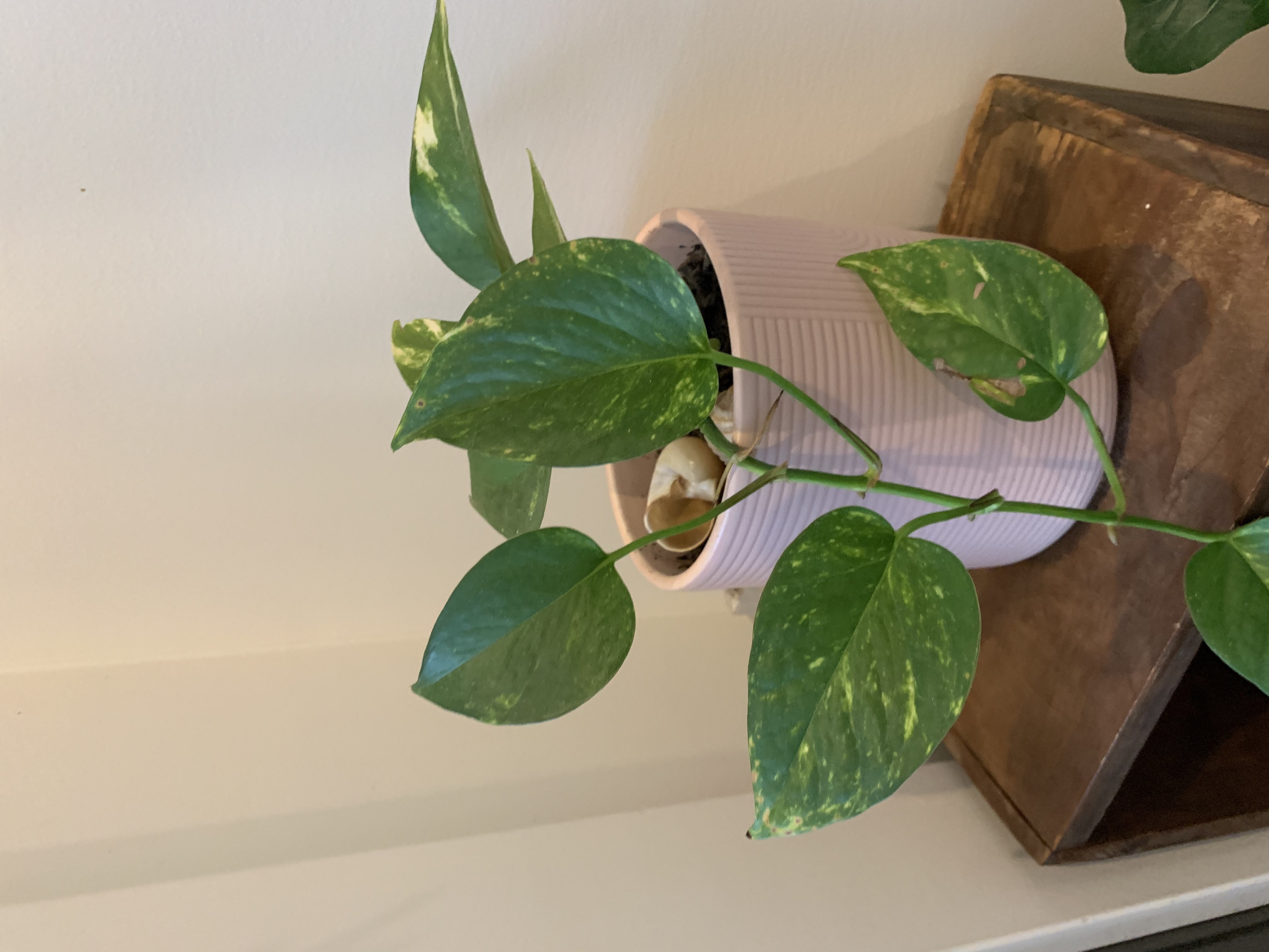 Photo of the plant species Honey Tangerine Tree by Brooke named Lovey on Greg, the plant care app