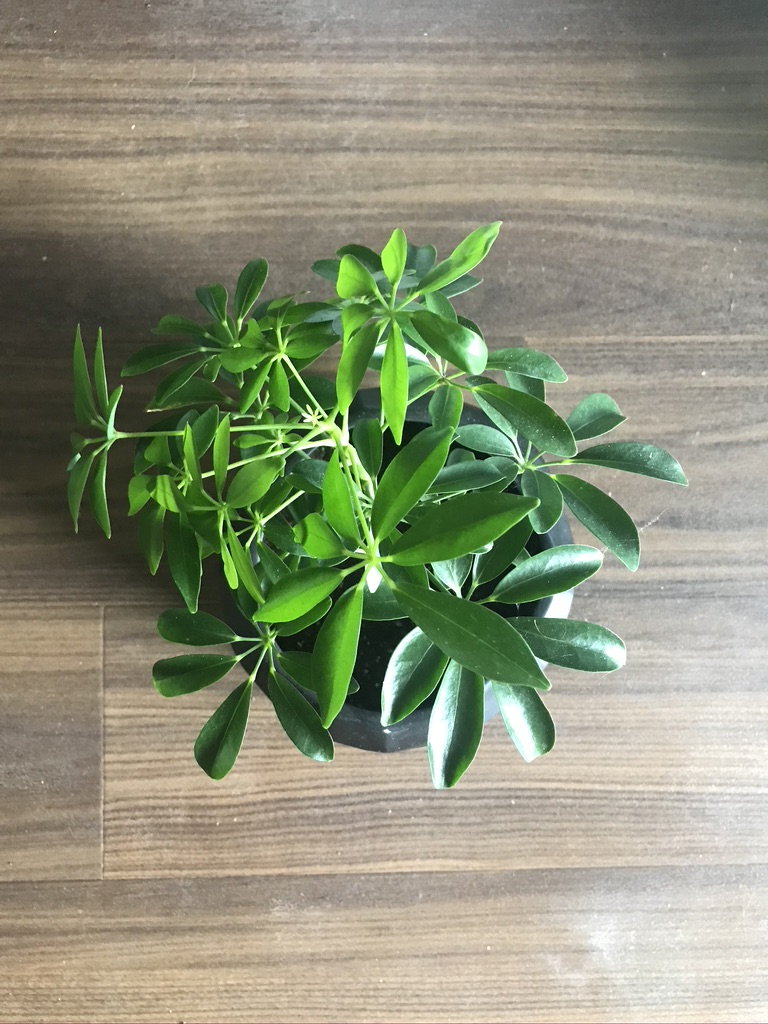 Photo of the plant species Corkscrew Rush by Mariah named Pearl on Greg, the plant care app