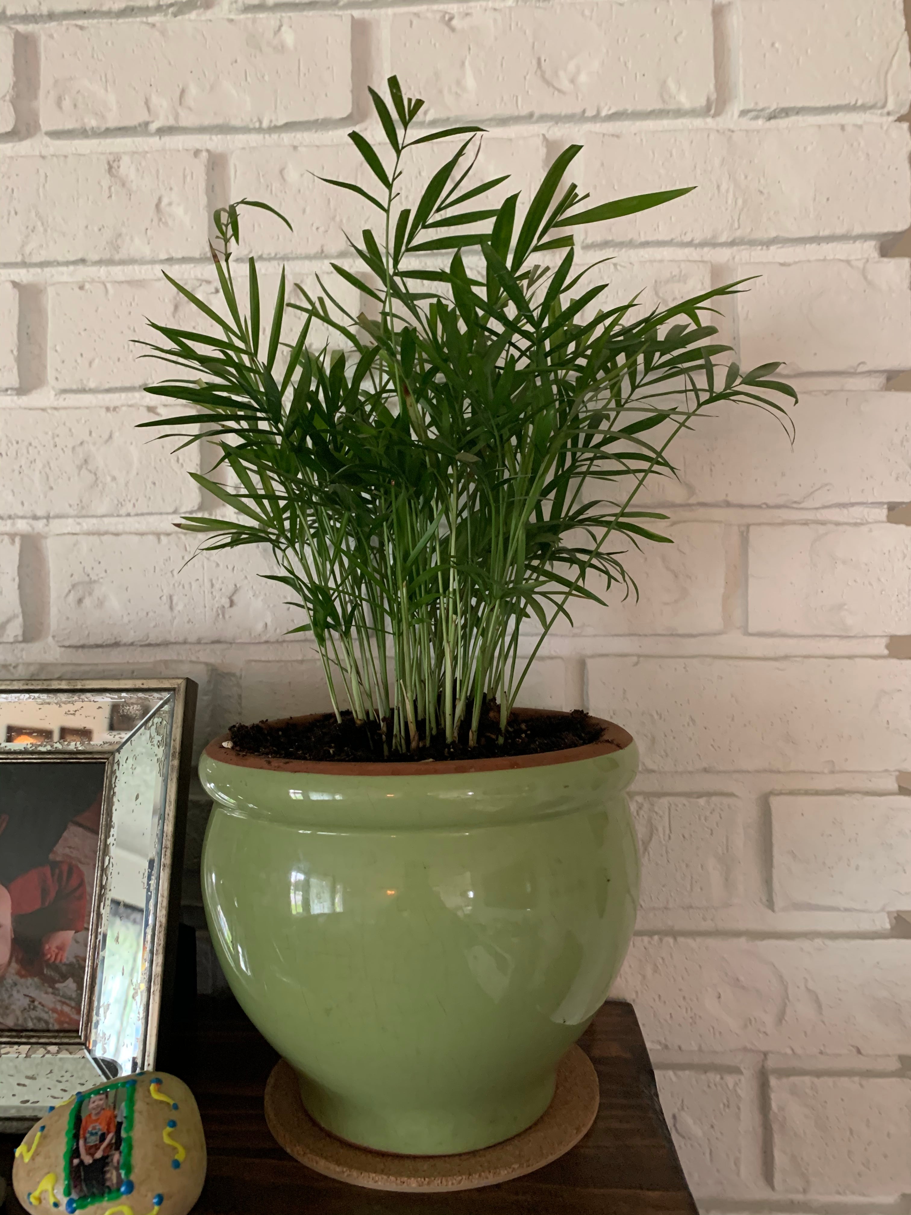 Photo of the plant species Amaranth by Katrina named Palm Medium on Greg, the plant care app