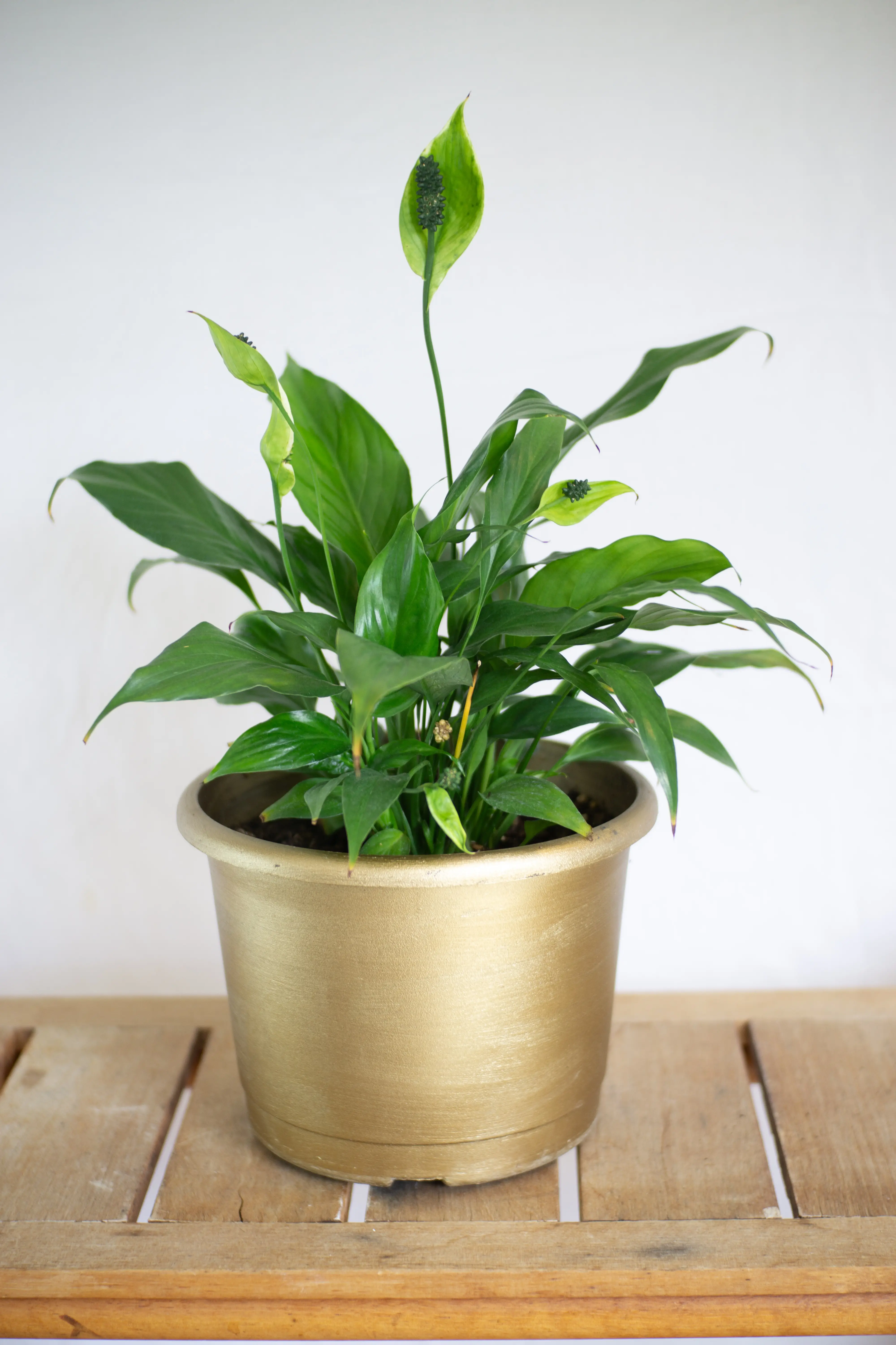 Photo of the plant species Dutch Staghorn Fern by Kristen named Peace Lily on Greg, the plant care app