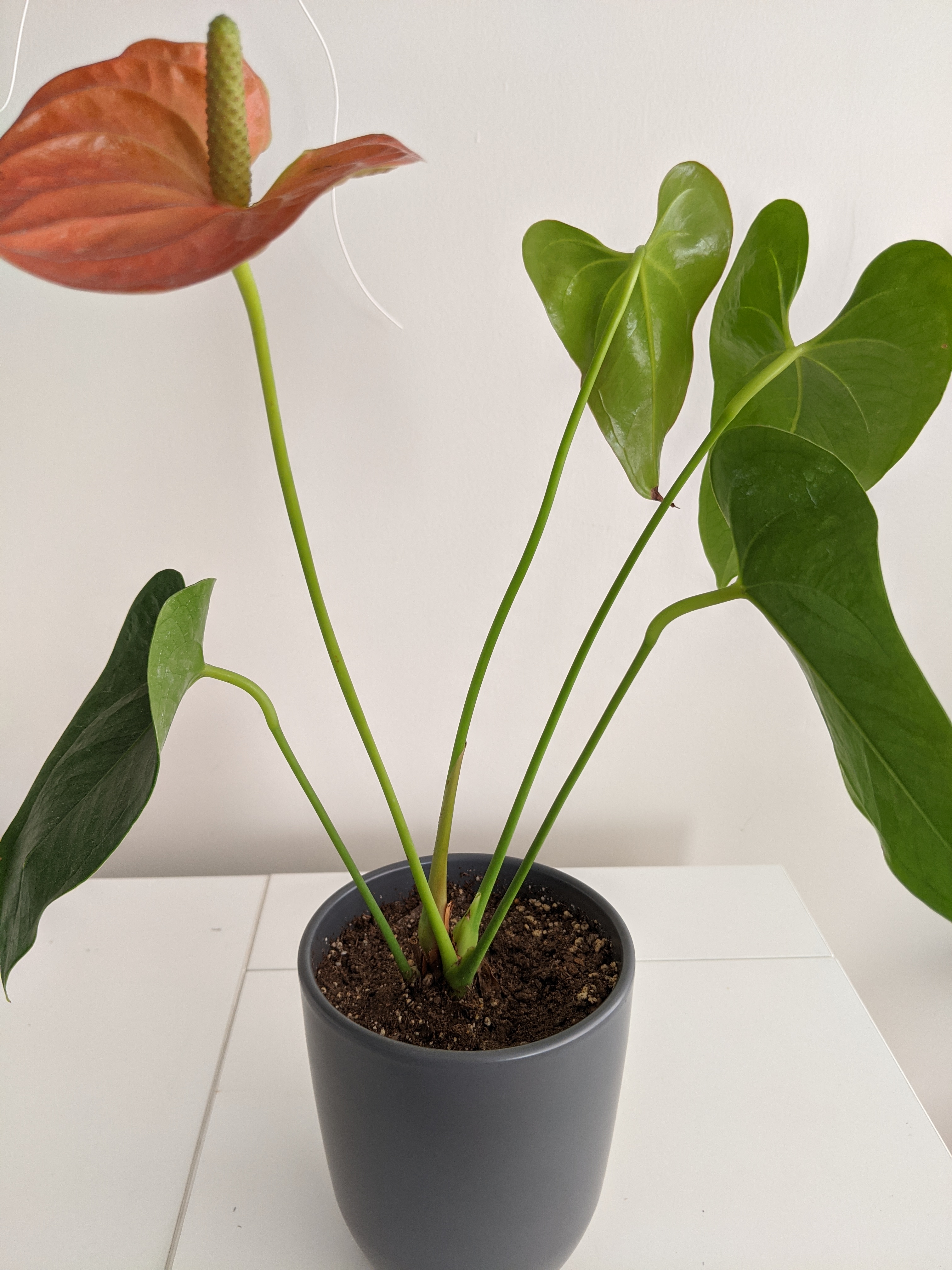 Photo of the plant species Blue moon by Nicole named Peach on Greg, the plant care app