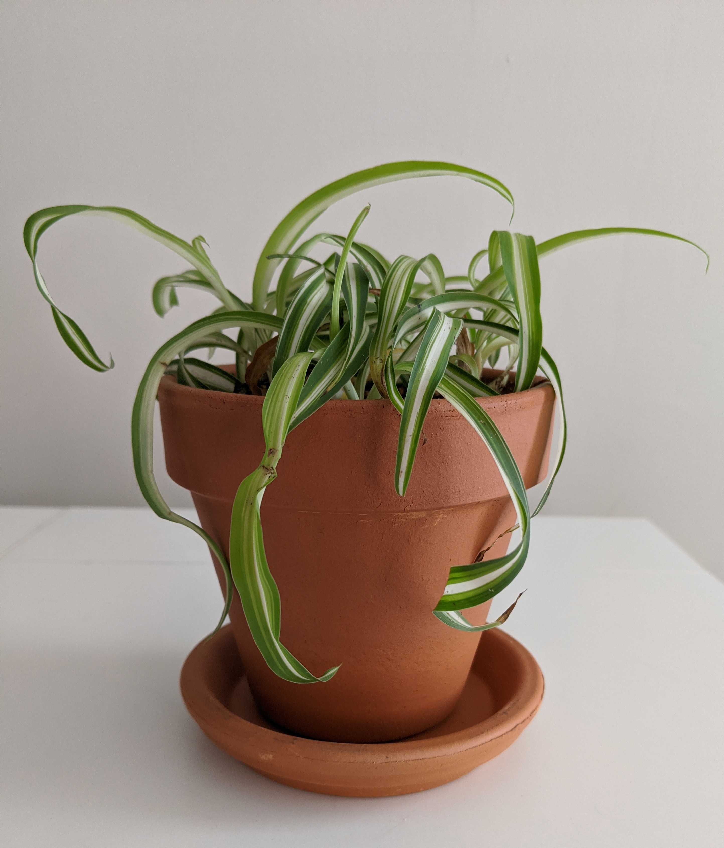 Plant care for Drosera gunniana on Greg, the plant care app