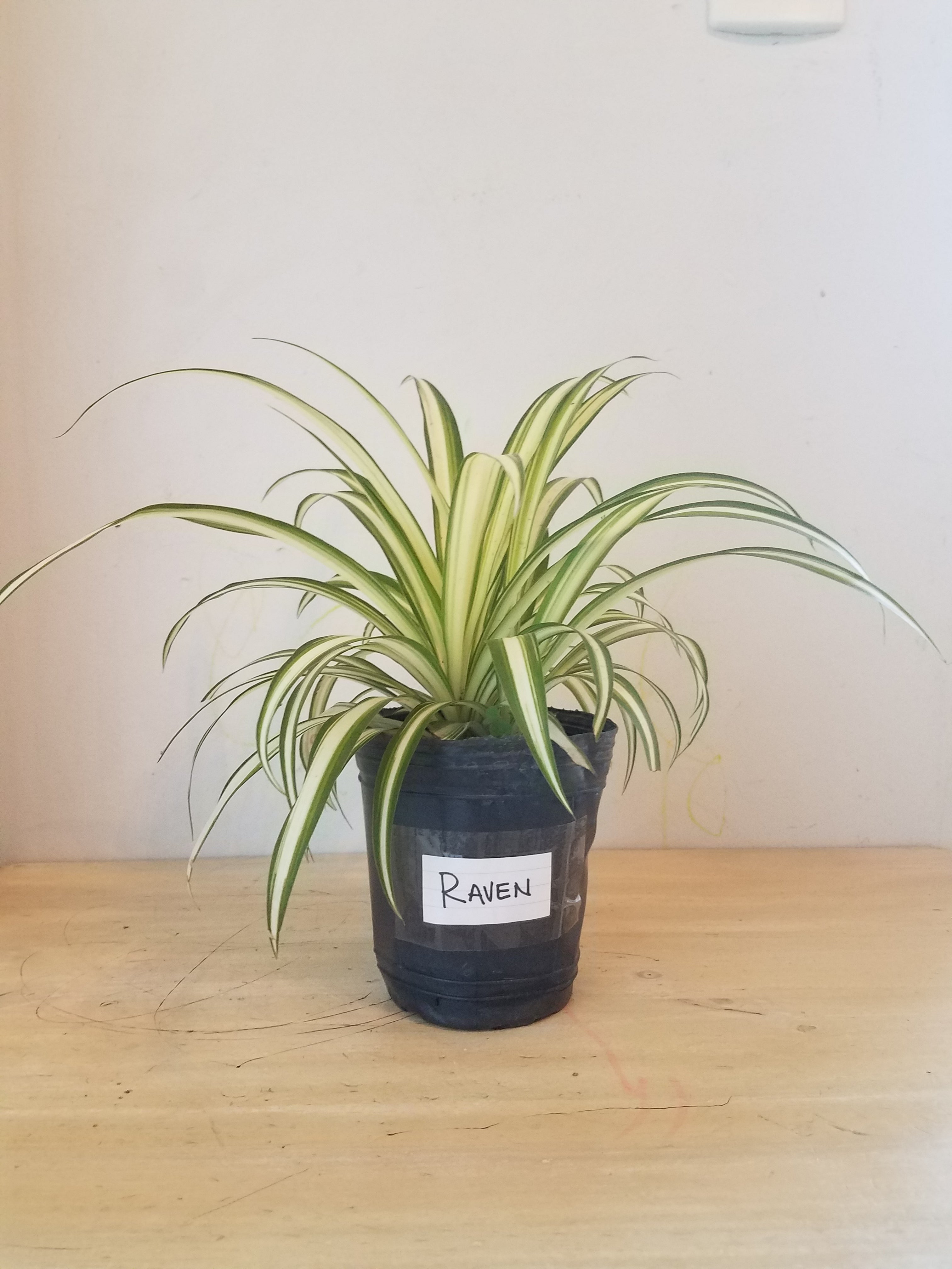 Plant care for Fiddle-Leaf Pelargonium on Greg, the plant care app