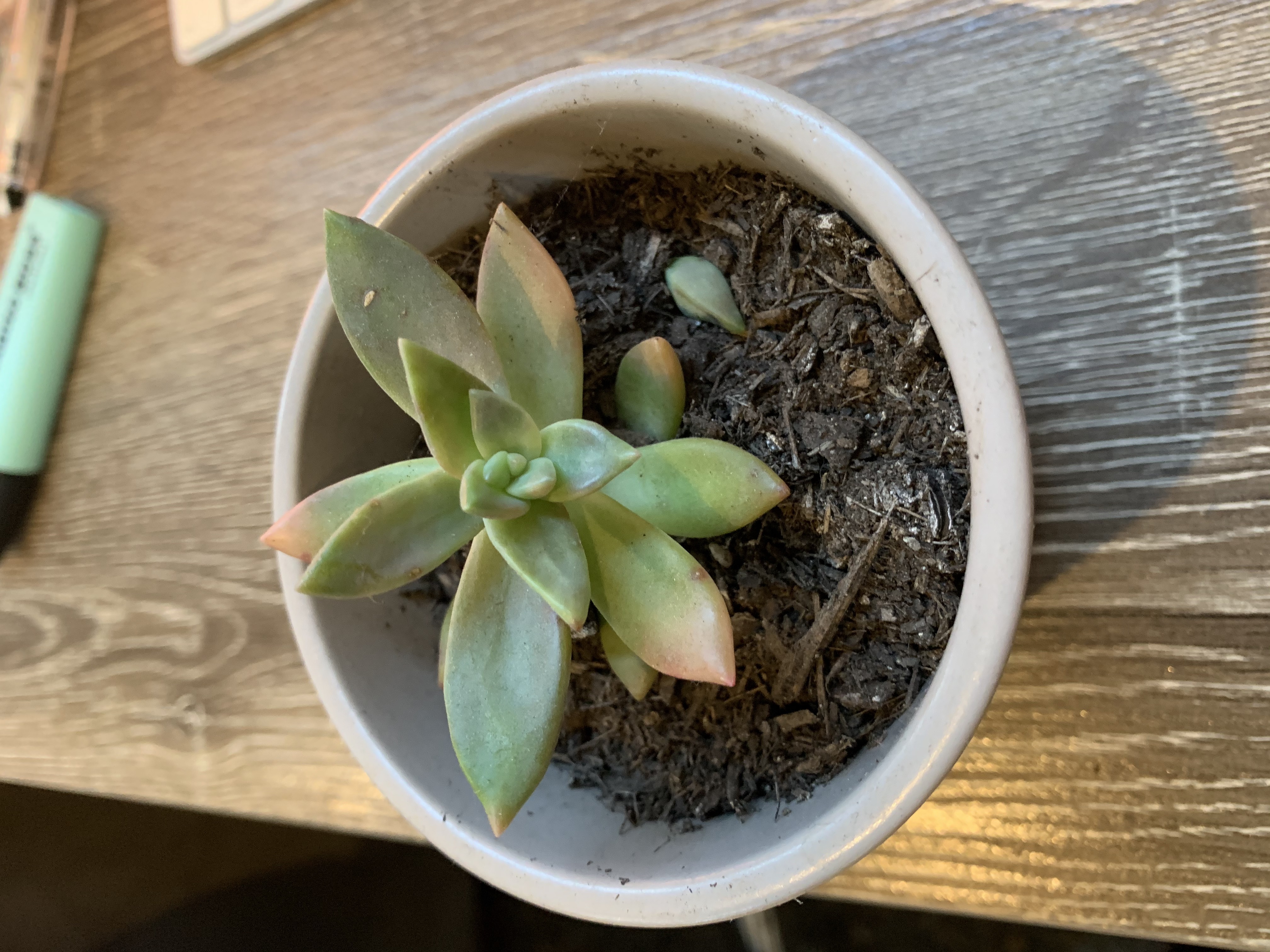 Photo of the plant species Greek oregano by Brooke named Succy on Greg, the plant care app