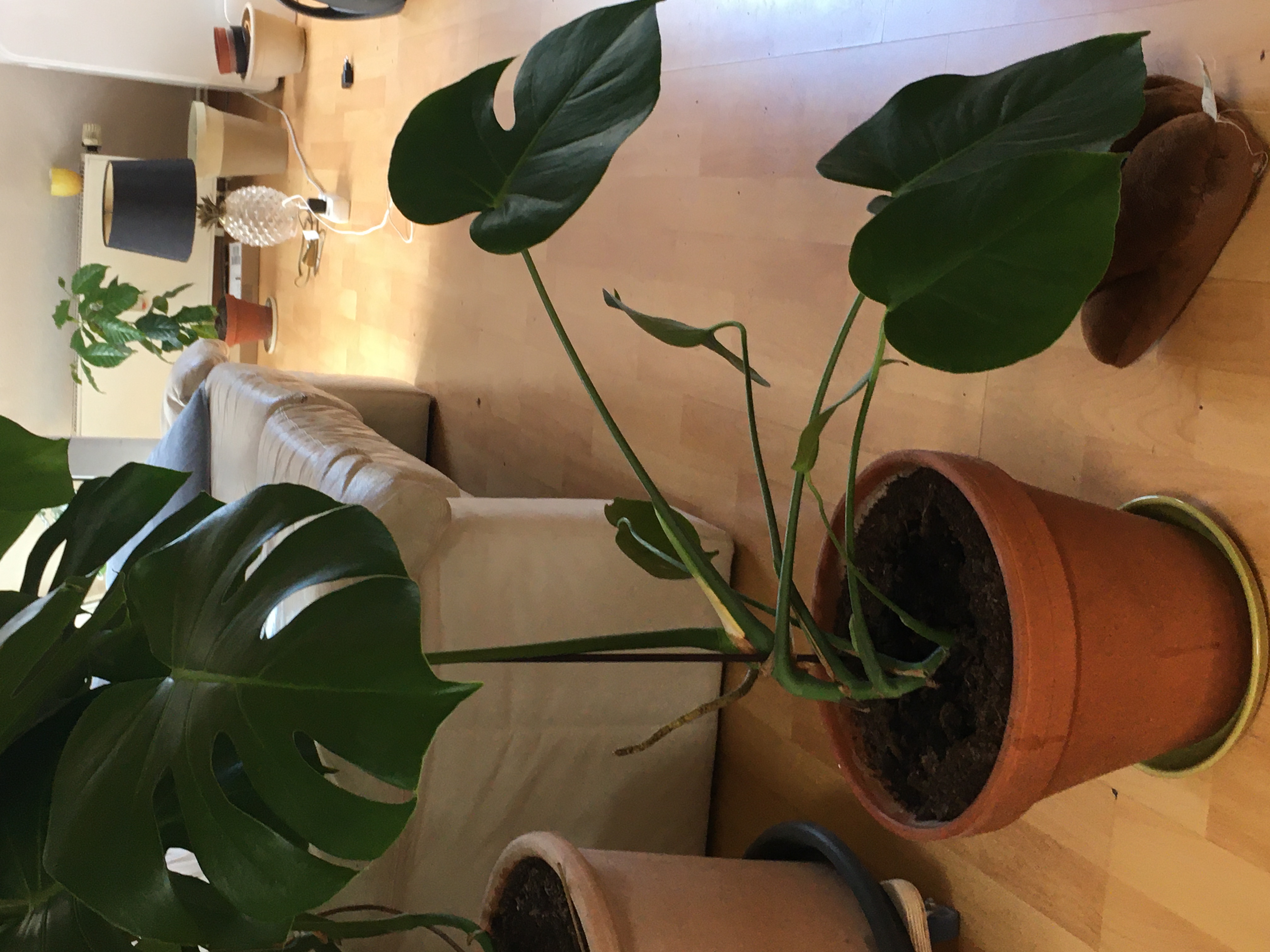 Photo of the plant species none by Brigita named Swed L on Greg, the plant care app