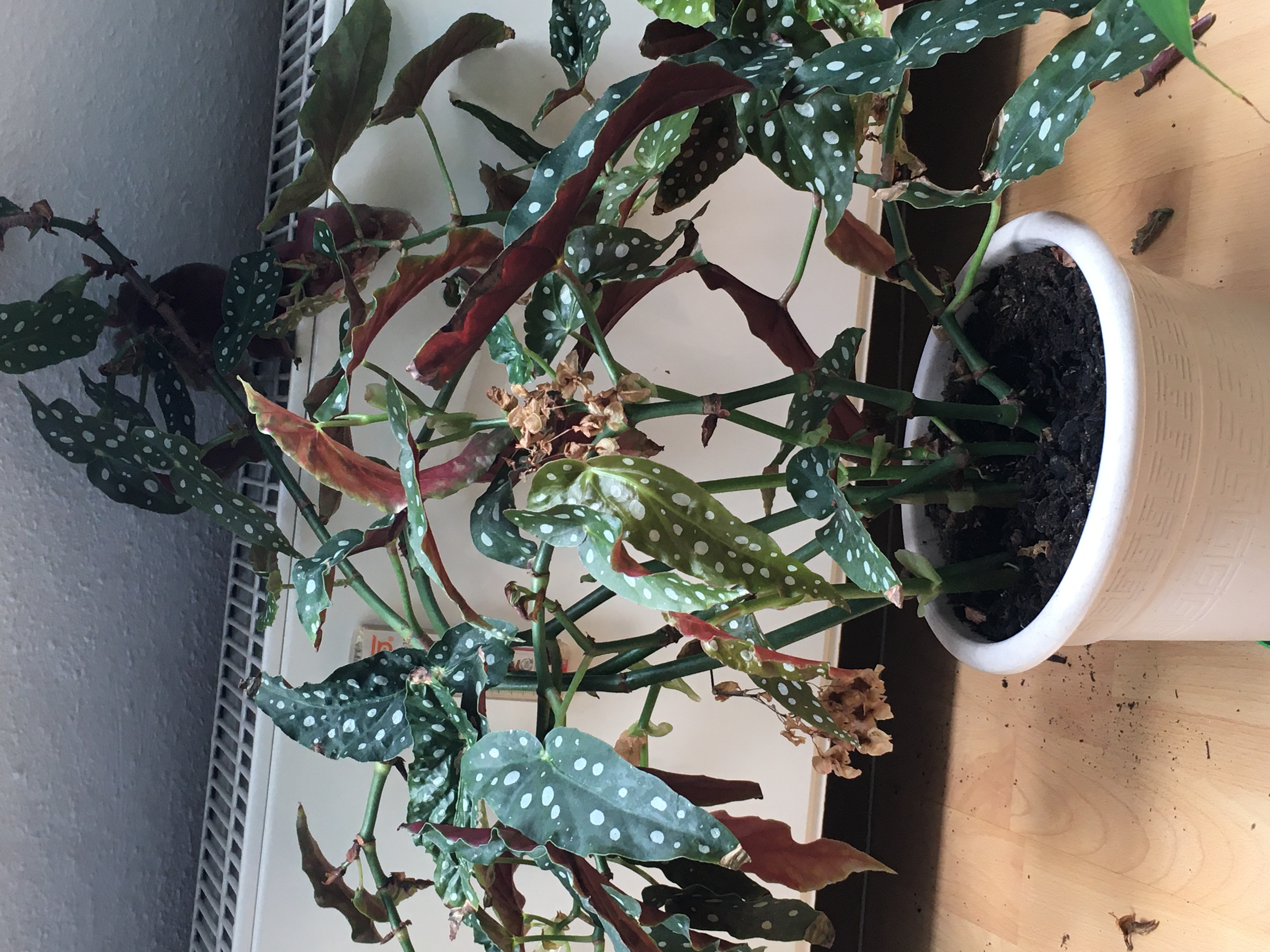 Photo of the plant species Australian Mother Fern by Brigita named Swedish on Greg, the plant care app