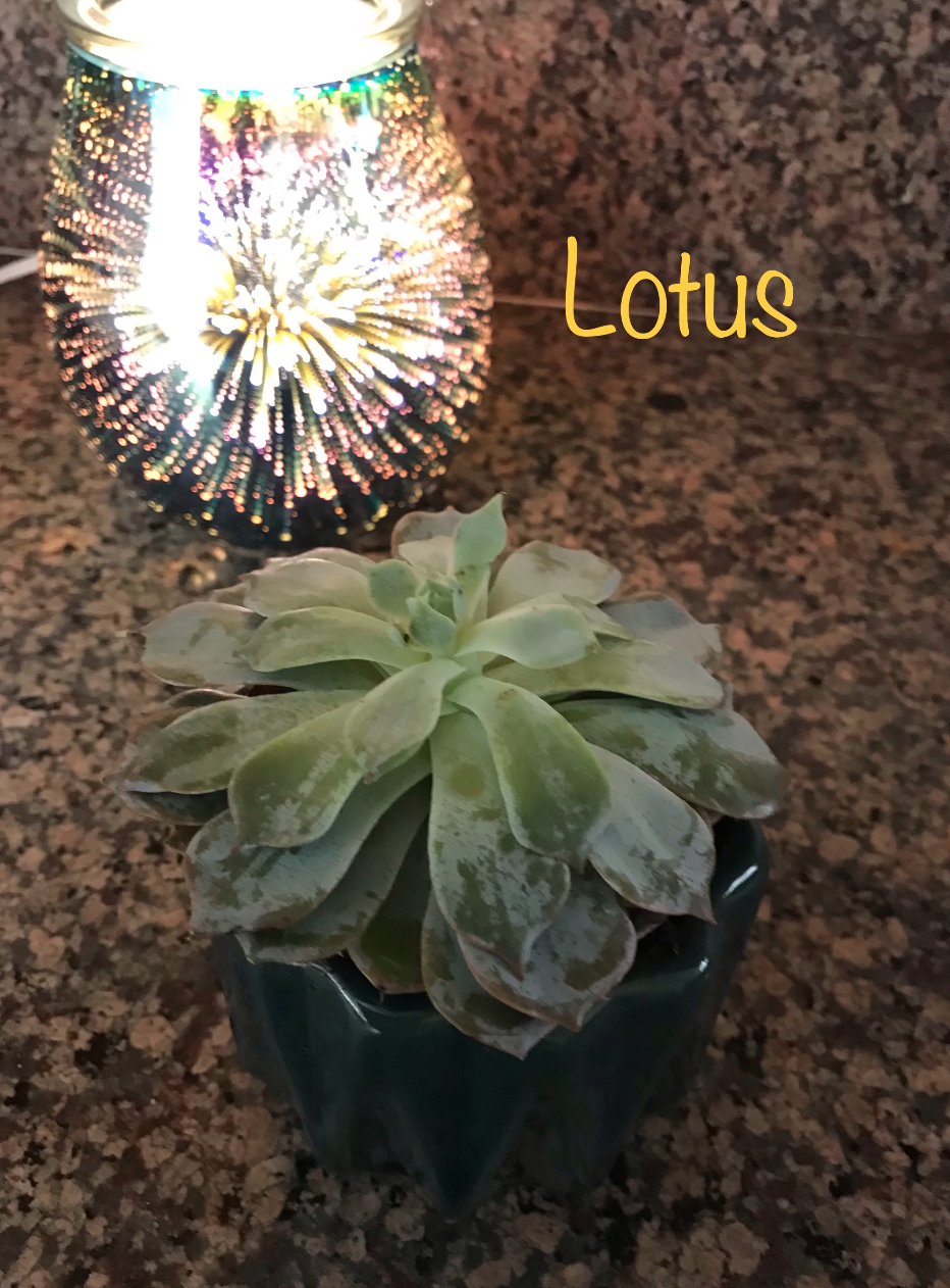 Photo of the plant species Red Abyssinian Banana by Catherine named Lotus on Greg, the plant care app