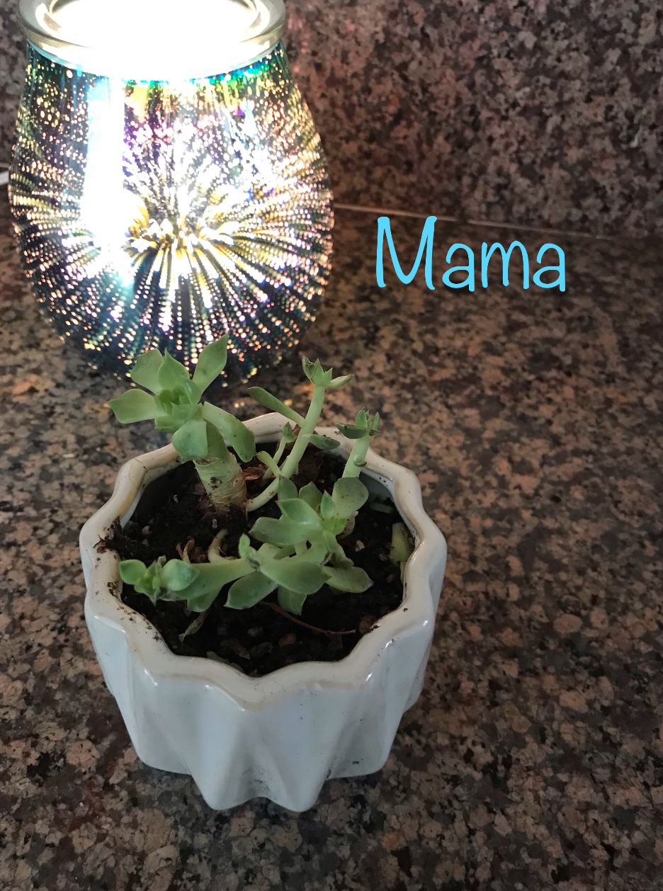 Photo of the plant species Easter Lily by Catherine named Mama on Greg, the plant care app