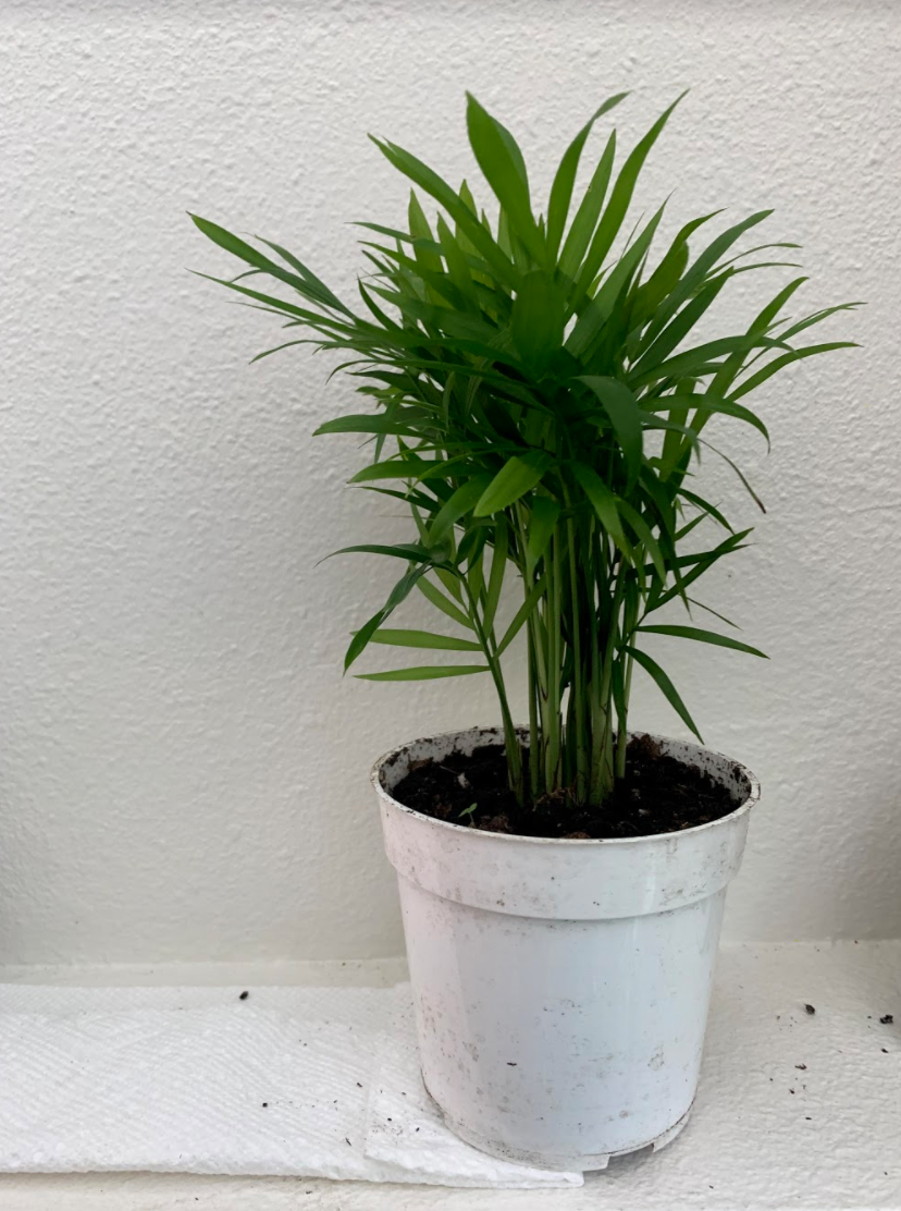 Plant care for Alyxia celebica on Greg, the plant care app