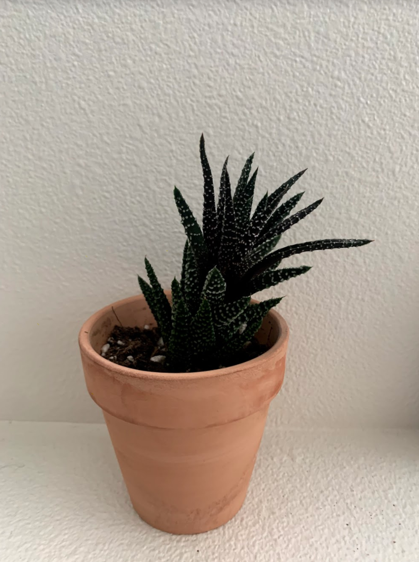 Photo of the plant species Homalomena Green KT by Elizabeth named Zebra on Greg, the plant care app