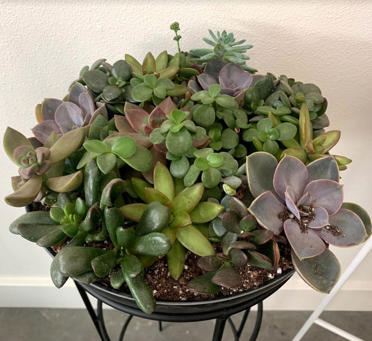 Photo of the plant species Vanda Blue by Elizabeth named Bowl of Succulent on Greg, the plant care app