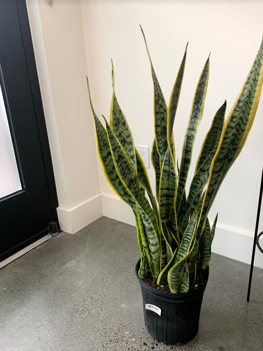 Photo of the plant species KHALEESI by Elizabeth named B Snake Plant Yellow Tips on Greg, the plant care app