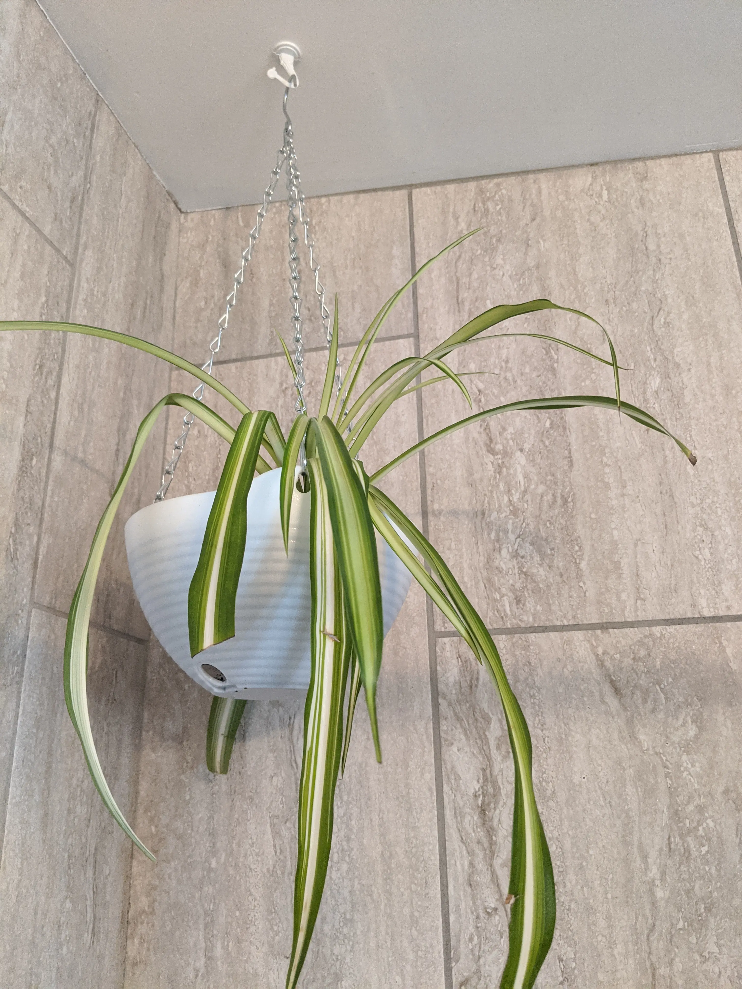 Photo of the plant species Easter Cactus Scorpius by Nicole named Shower Spider on Greg, the plant care app