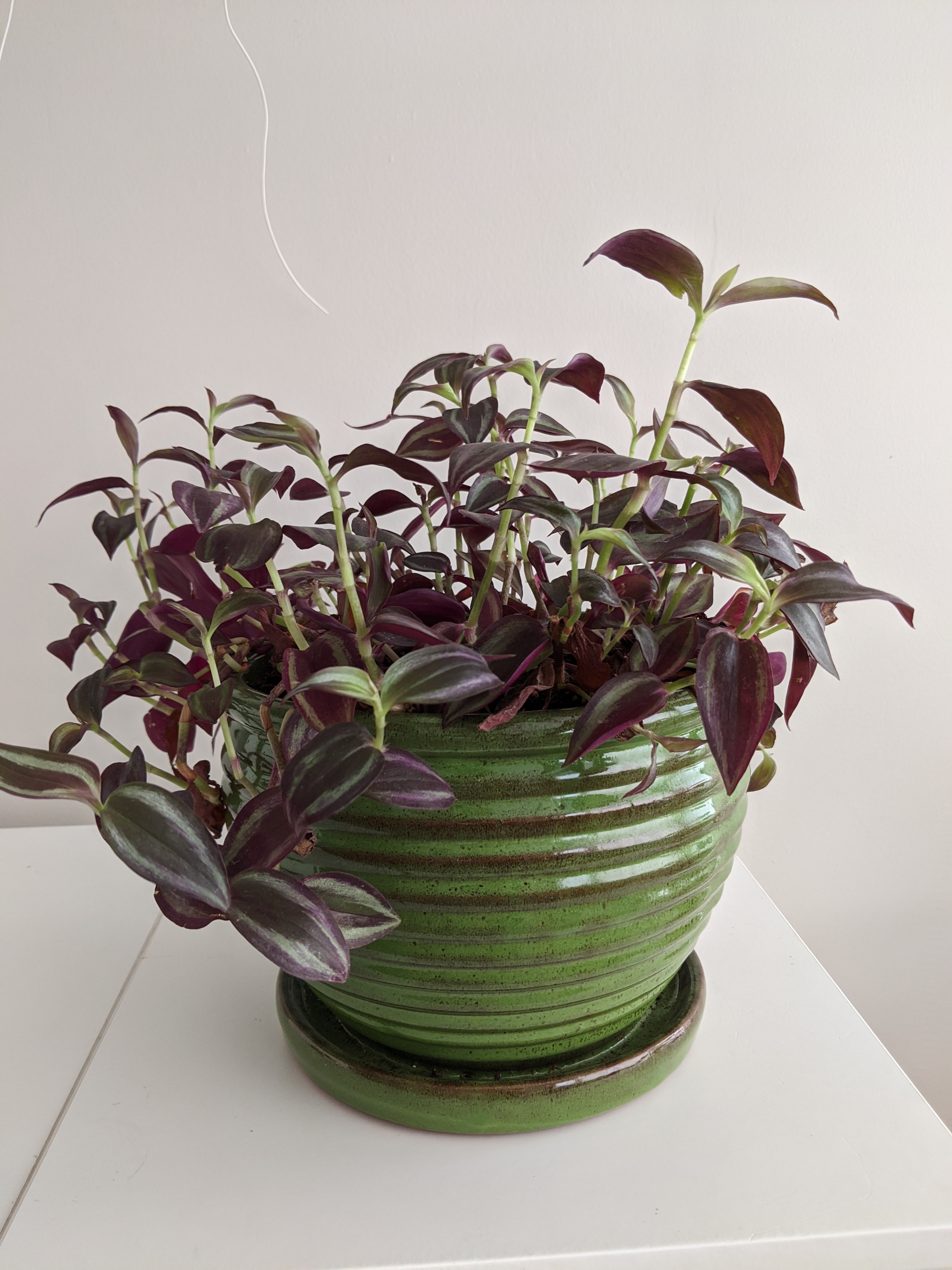 Plant care for Frangula revoluta on Greg, the plant care app