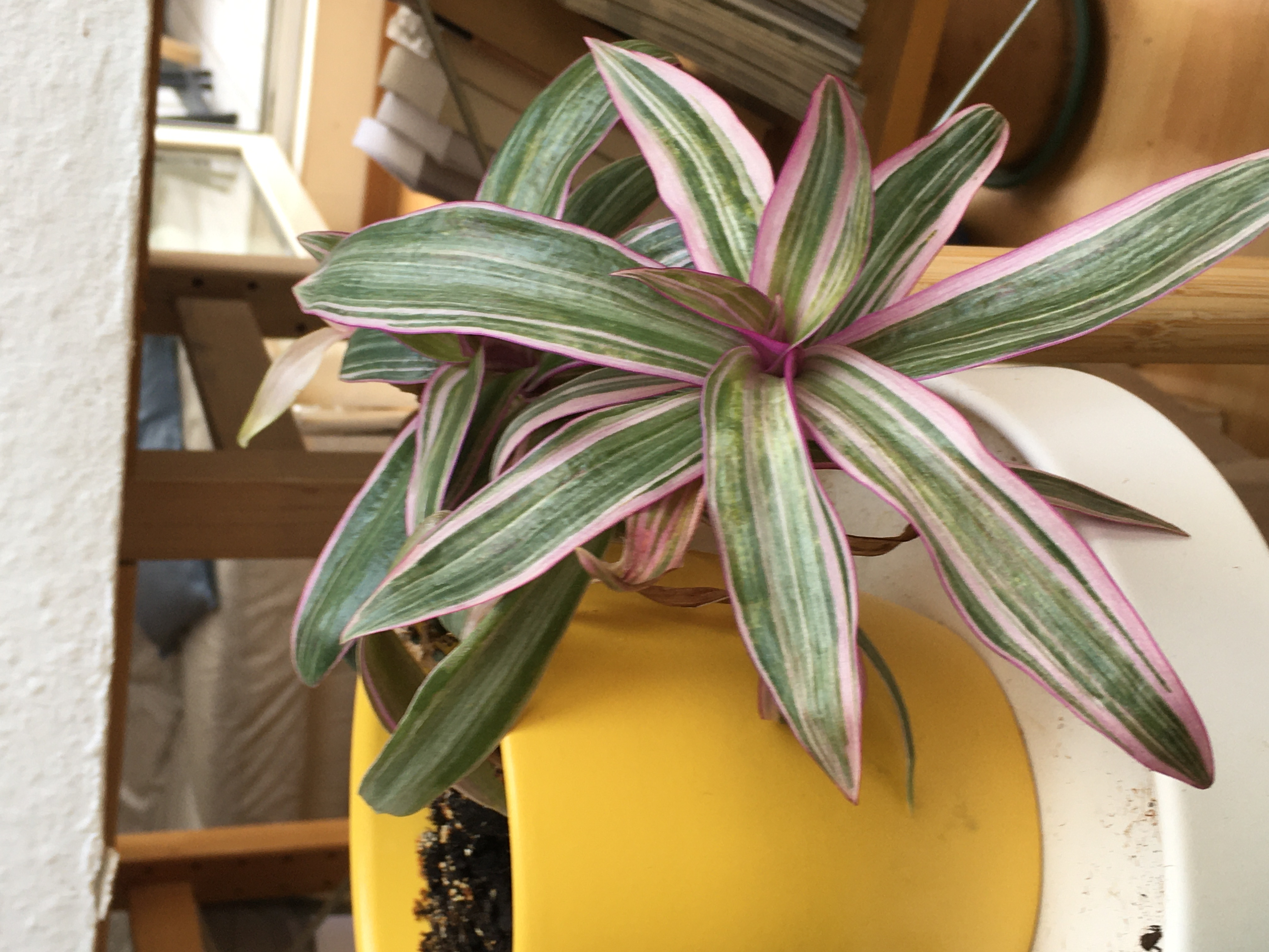 Photo of the plant species Verigated Dianella by Brigita named Violet Yellow on Greg, the plant care app