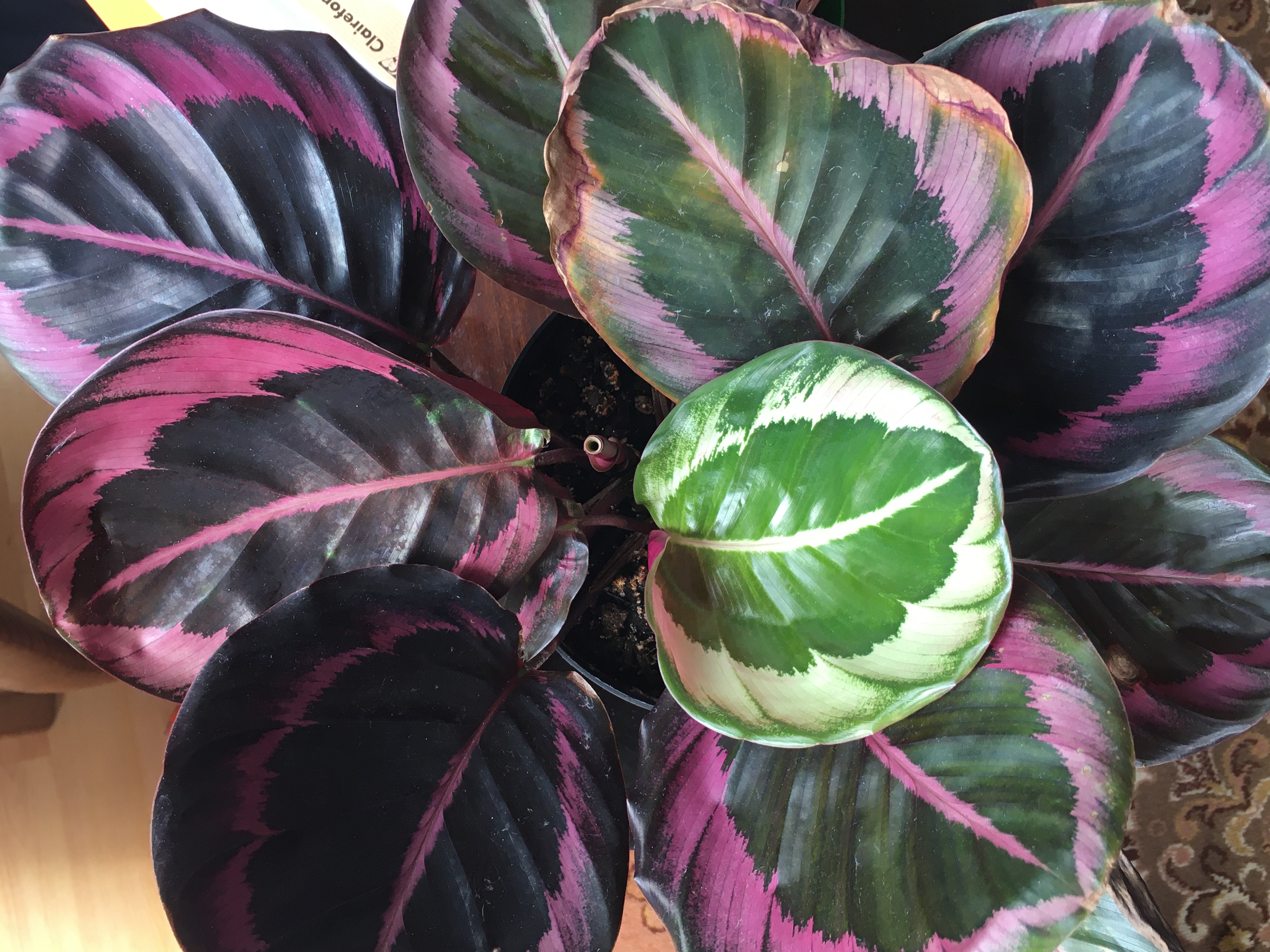 Photo of the plant species Callisia Pink Lady by Brigita named Violeta on Greg, the plant care app