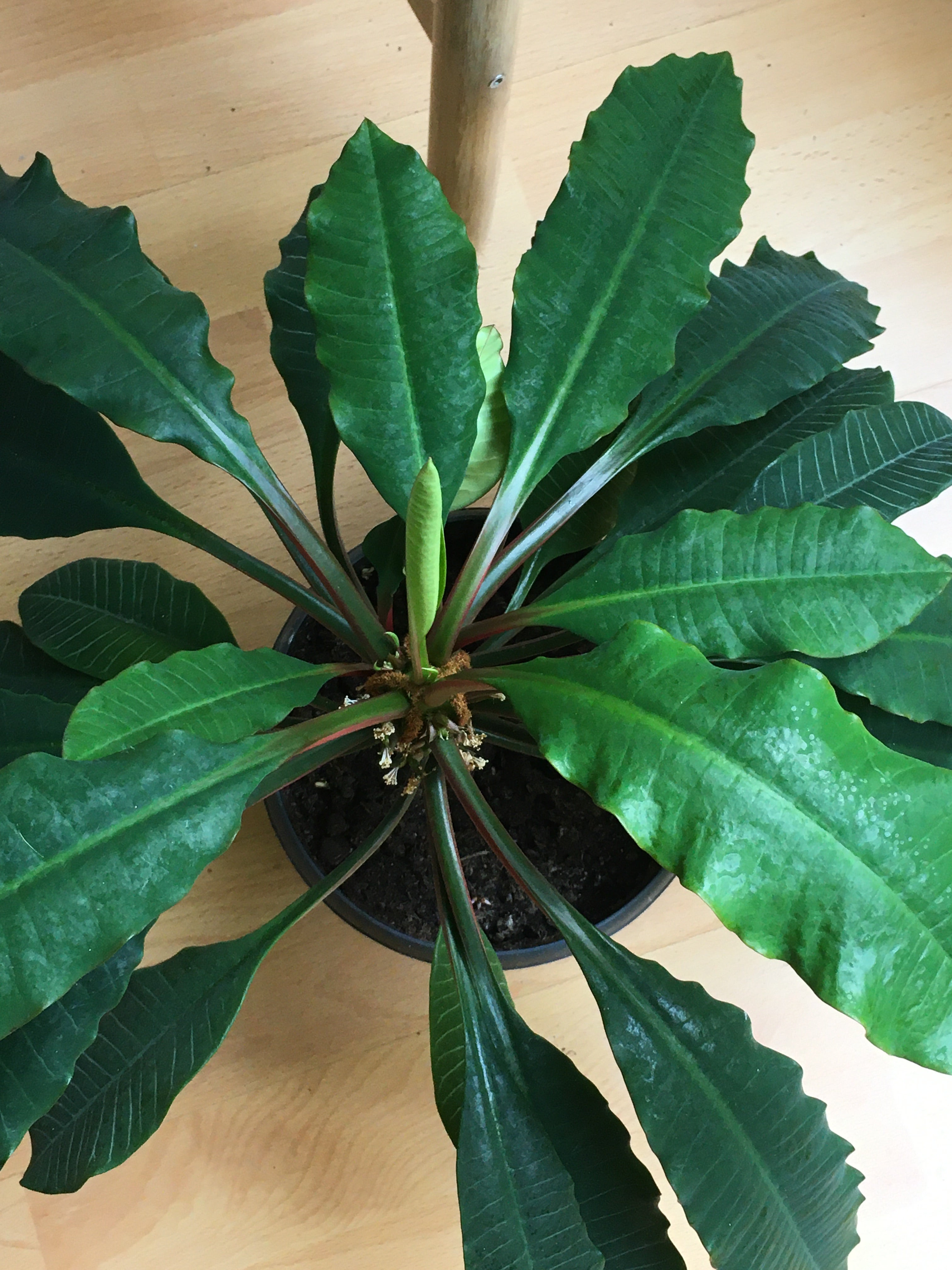 Plant care for Bush Violet on Greg, the plant care app