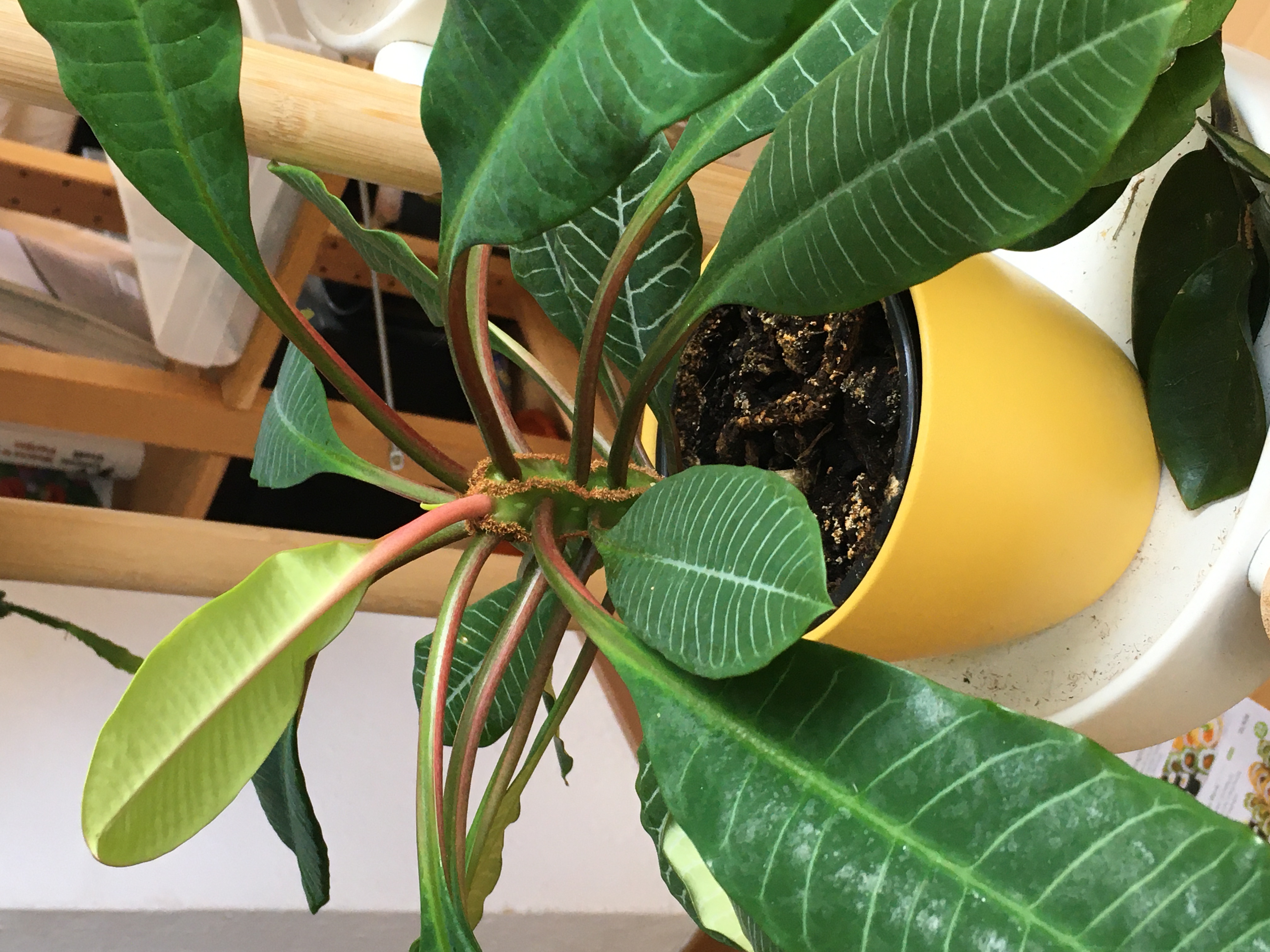 Photo of the plant species Silver String of Hearts by Brigita named Weird Cacti S on Greg, the plant care app