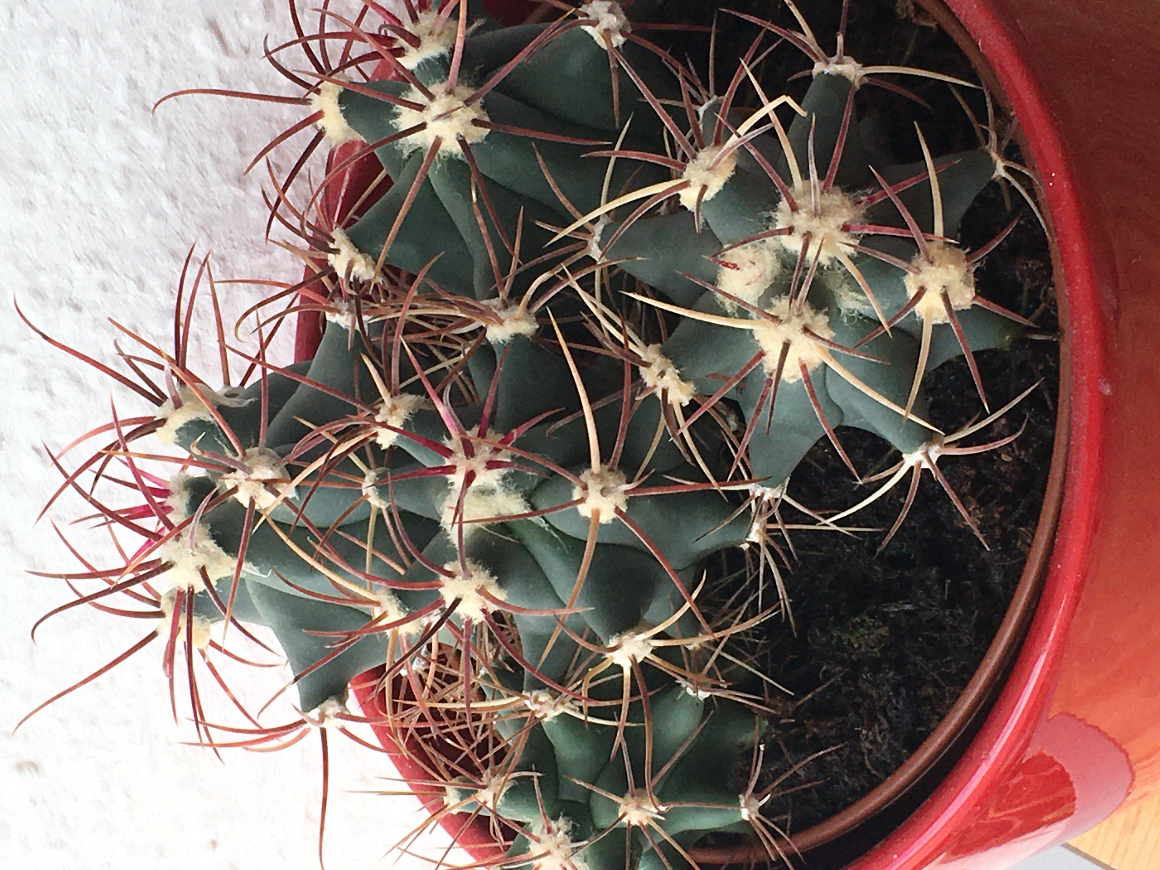 Photo of the plant species Goodyera Hispida by Brigita named With Nails on Greg, the plant care app