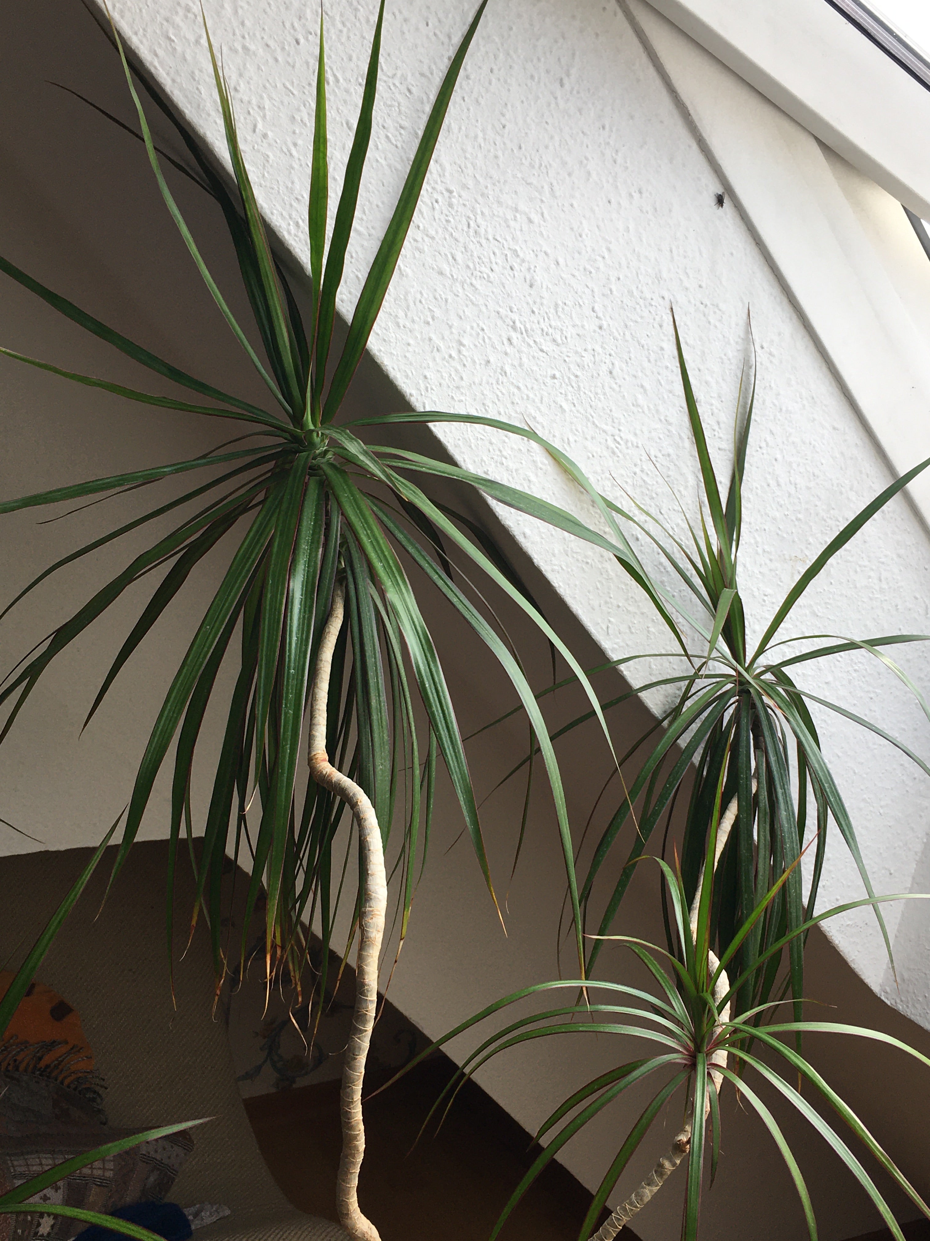 Plant care for Albuca deserticola subsp. longipilosa on Greg, the plant care app