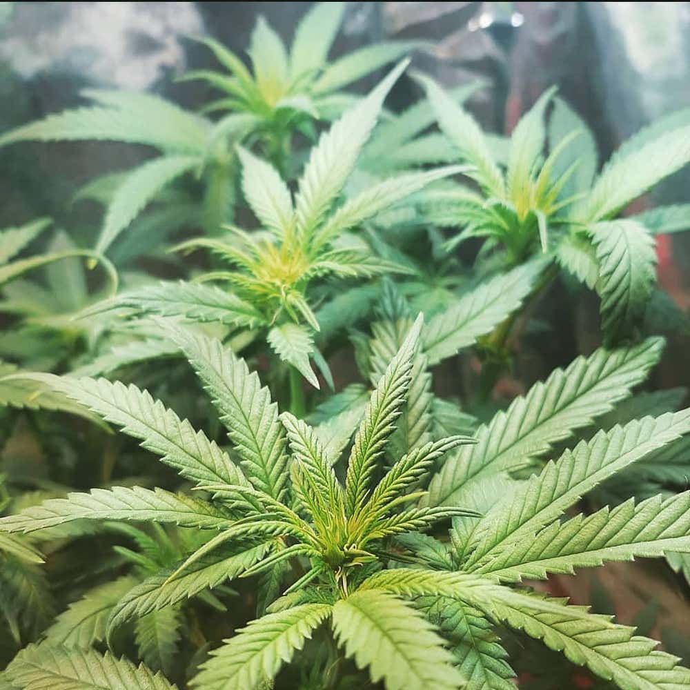 Photo of the plant species Marijuana on Greg, the plant care app