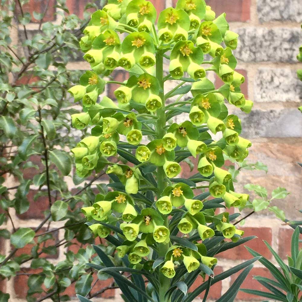 Photo of the plant species Albanian Spurge on Greg, the plant care app