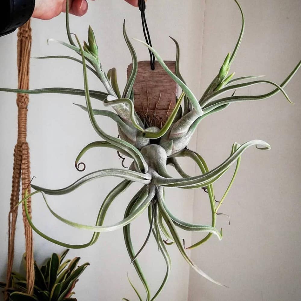 Photo of the plant species Medusa Head Air Plant on Greg, the plant care app