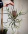 Calculate water needs of Medusa Head Air Plant