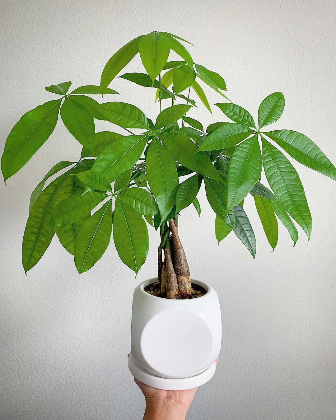 personalized money tree care: water, light, nutrients | greg app