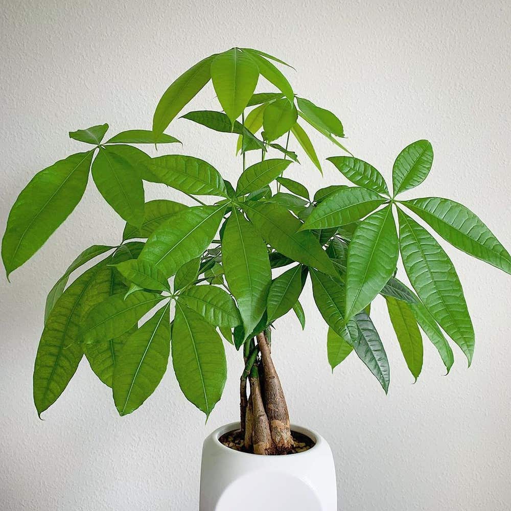 Photo of the plant species Money Tree on Greg, the plant care app