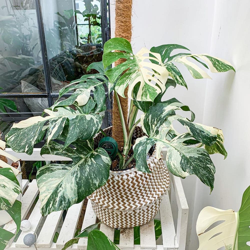 Photo of the plant species Monstera 'Albo' on Greg, the plant care app