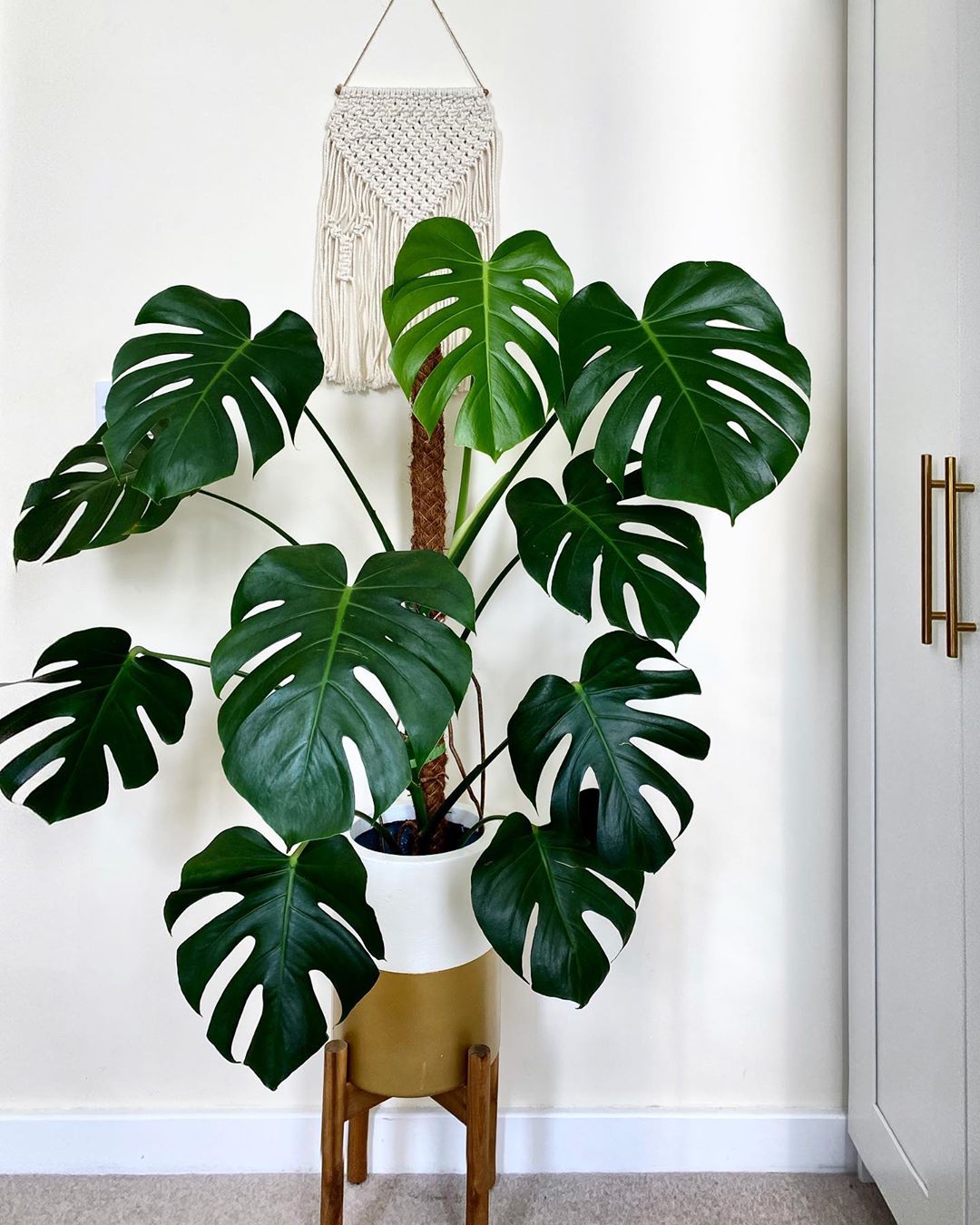 personalized monstera care: water, light, nutrients | greg app