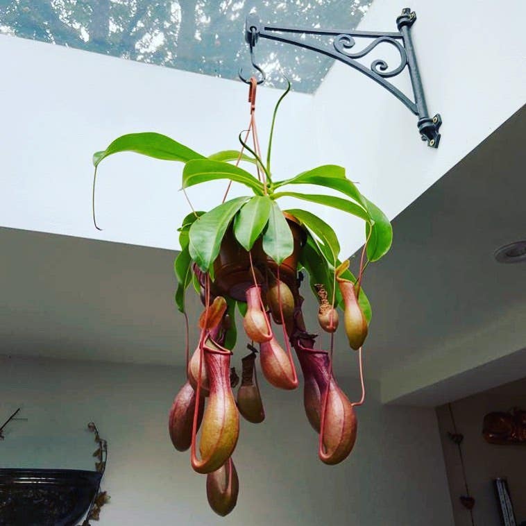 Photo of the plant species Tropical Pitcher Plant on Greg, the plant care app