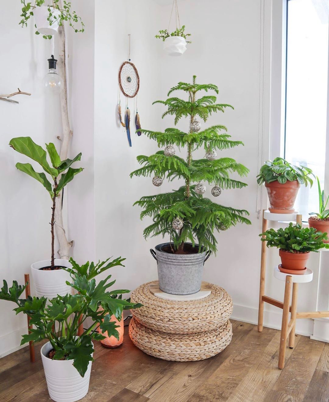 Image of Norfolk Island pine and aglaonema plants
