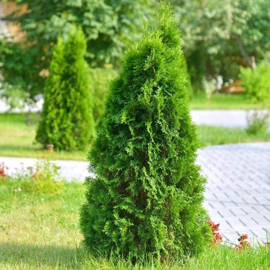 Photo of the plant species Emerald Green Arborvitae on Greg, the plant care app