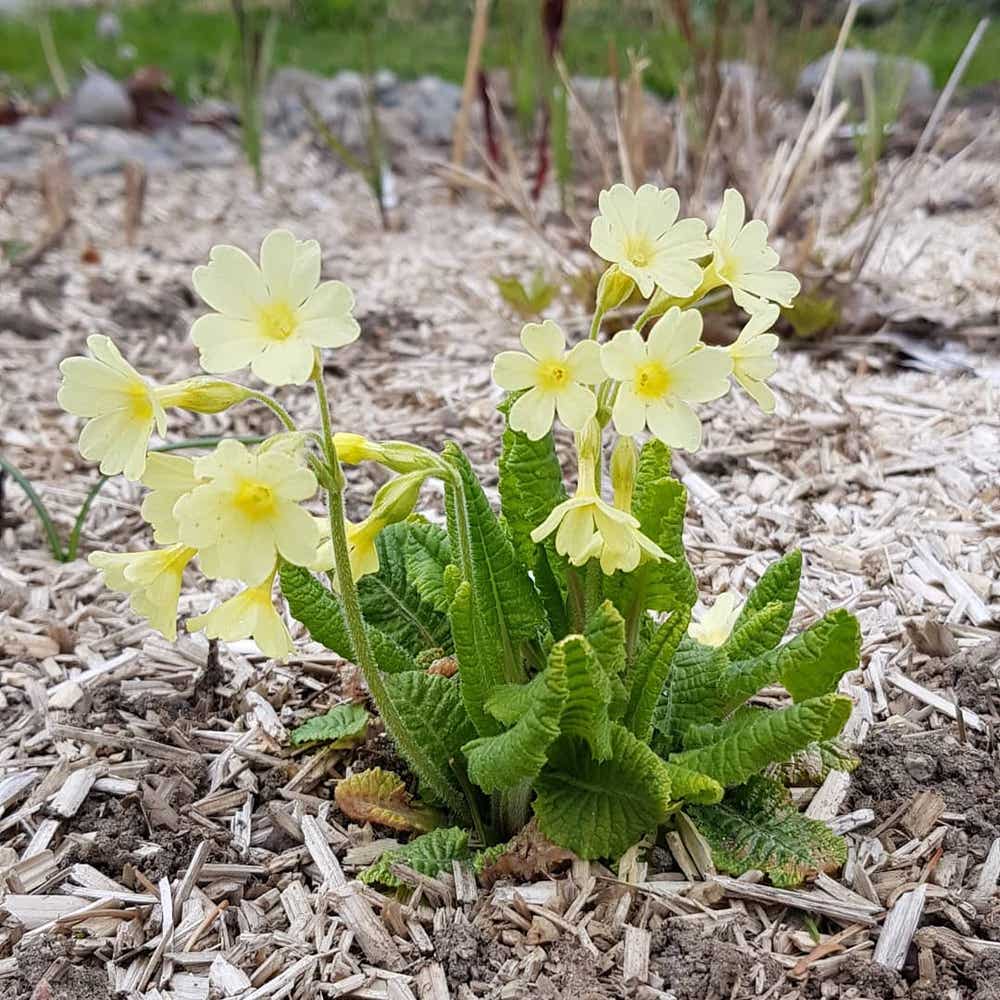 Photo of the plant species Oxlip on Greg, the plant care app