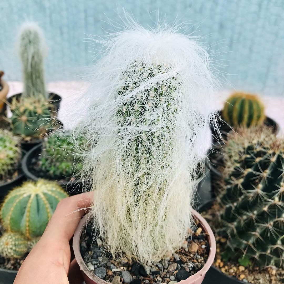 Old Man Cactus How Much Water & Light Does it Need to Thrive?